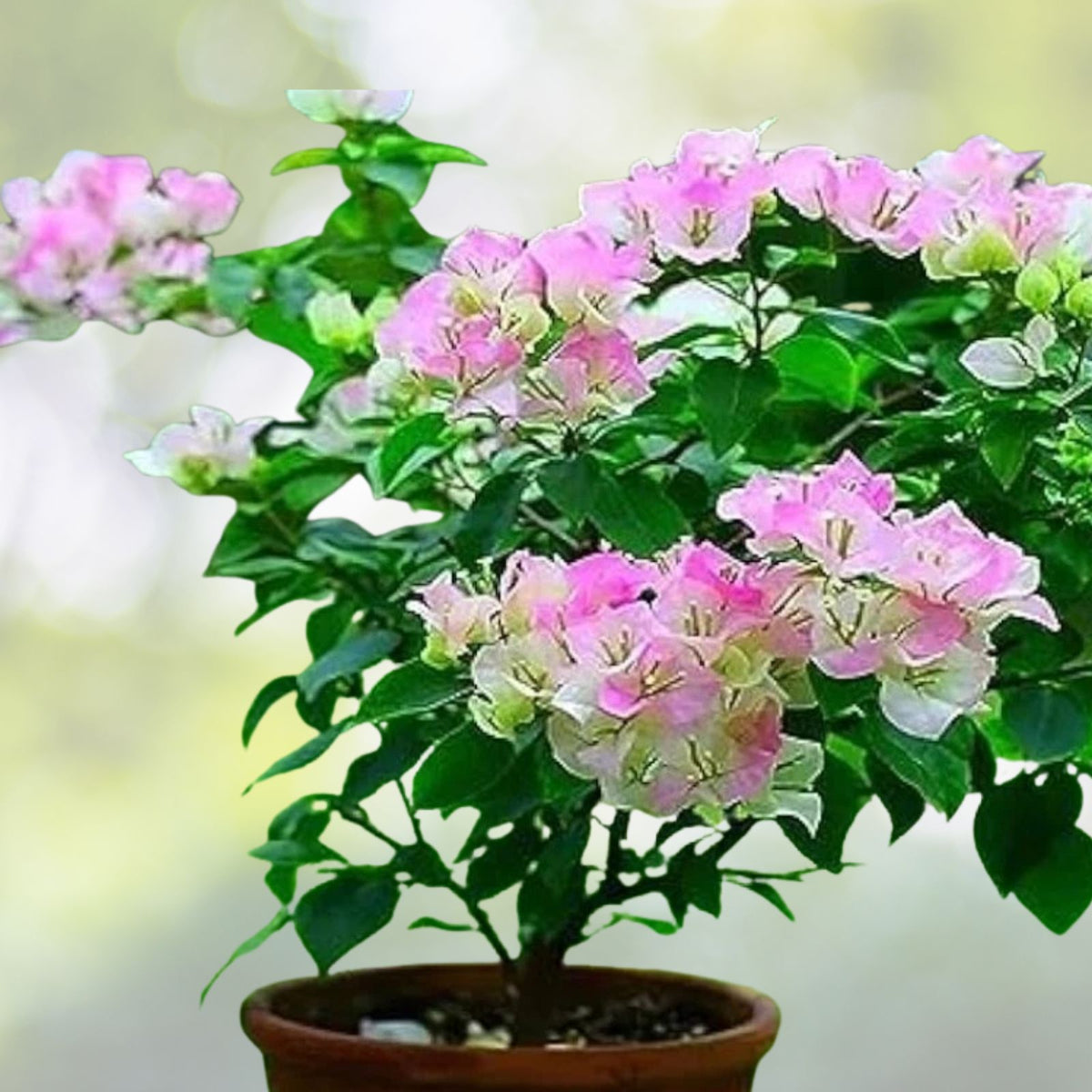 Bougainvillea-Plant-4-Inch-Pot-White-Pink-Flowers-(Bougainvillea-spp.)-5-to-10-Inch-Tall