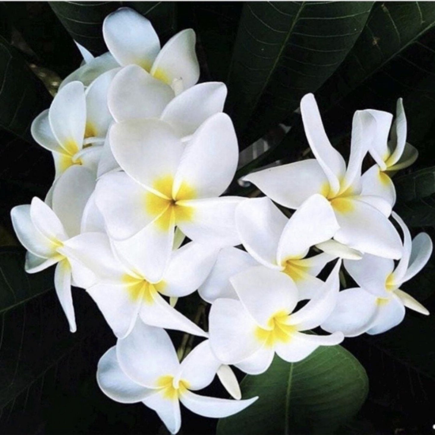 Rooted Plumeria Plant Cutting - Wave Rage - 11" with 1 Tip - Frangipani - Tropical Flowering Plant