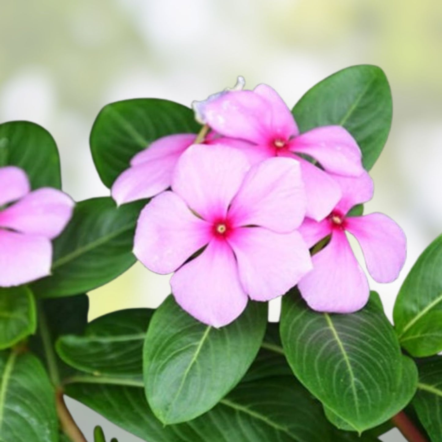 Madagascar Periwinkle Seeds - Mixed Color Flowers - Catharanthus roseus - Garden Planting Seeds