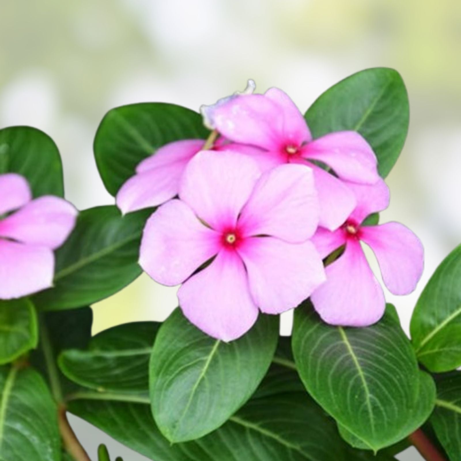Madagascar Periwinkle Seeds - Mixed Color Flowers - Catharanthus roseus - Garden Planting Seeds