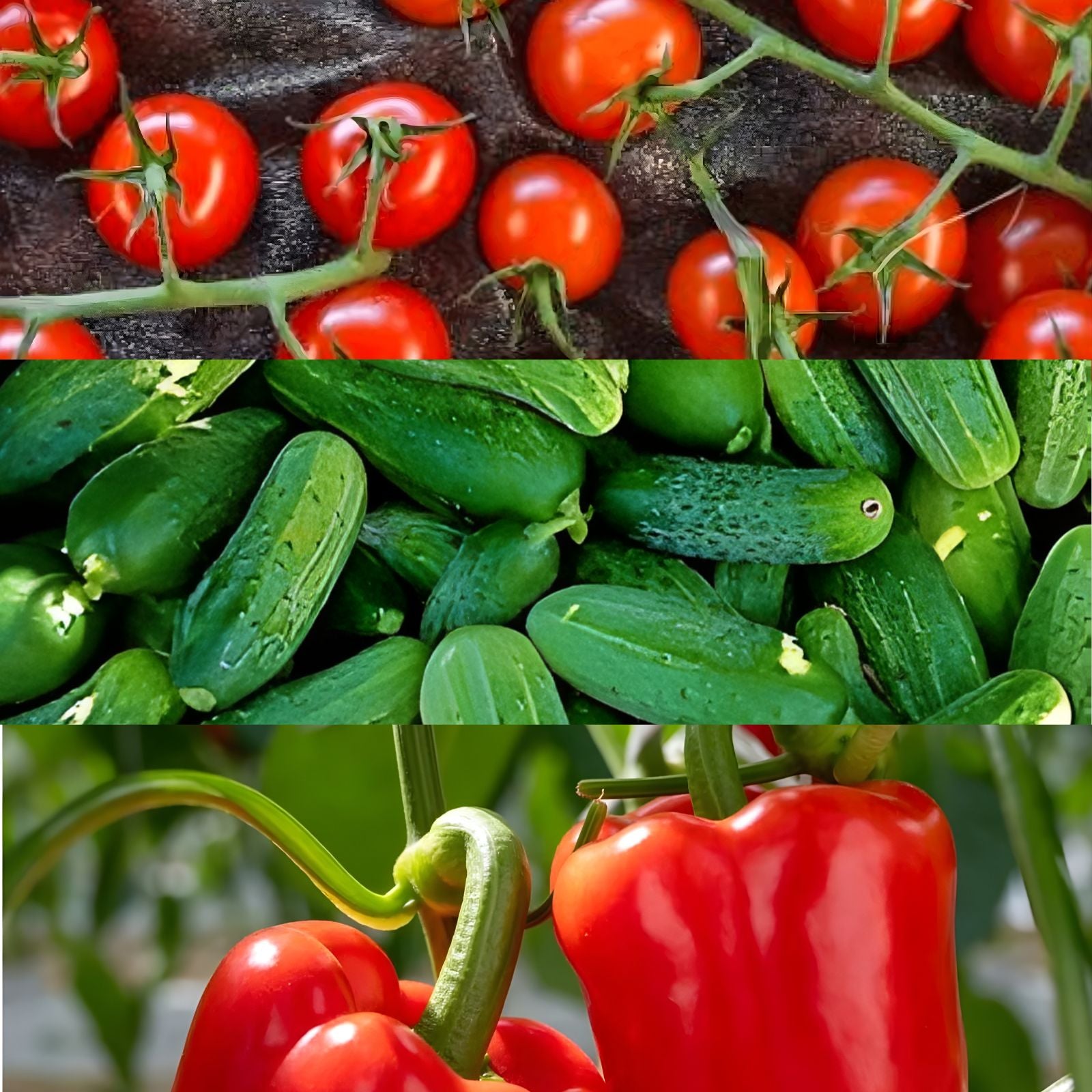 Fruit Seeds for Planting - Organic Variety Pack with Tomato, Pepper, and Melon Seeds (Solanum, Capsicum, Cucumis)