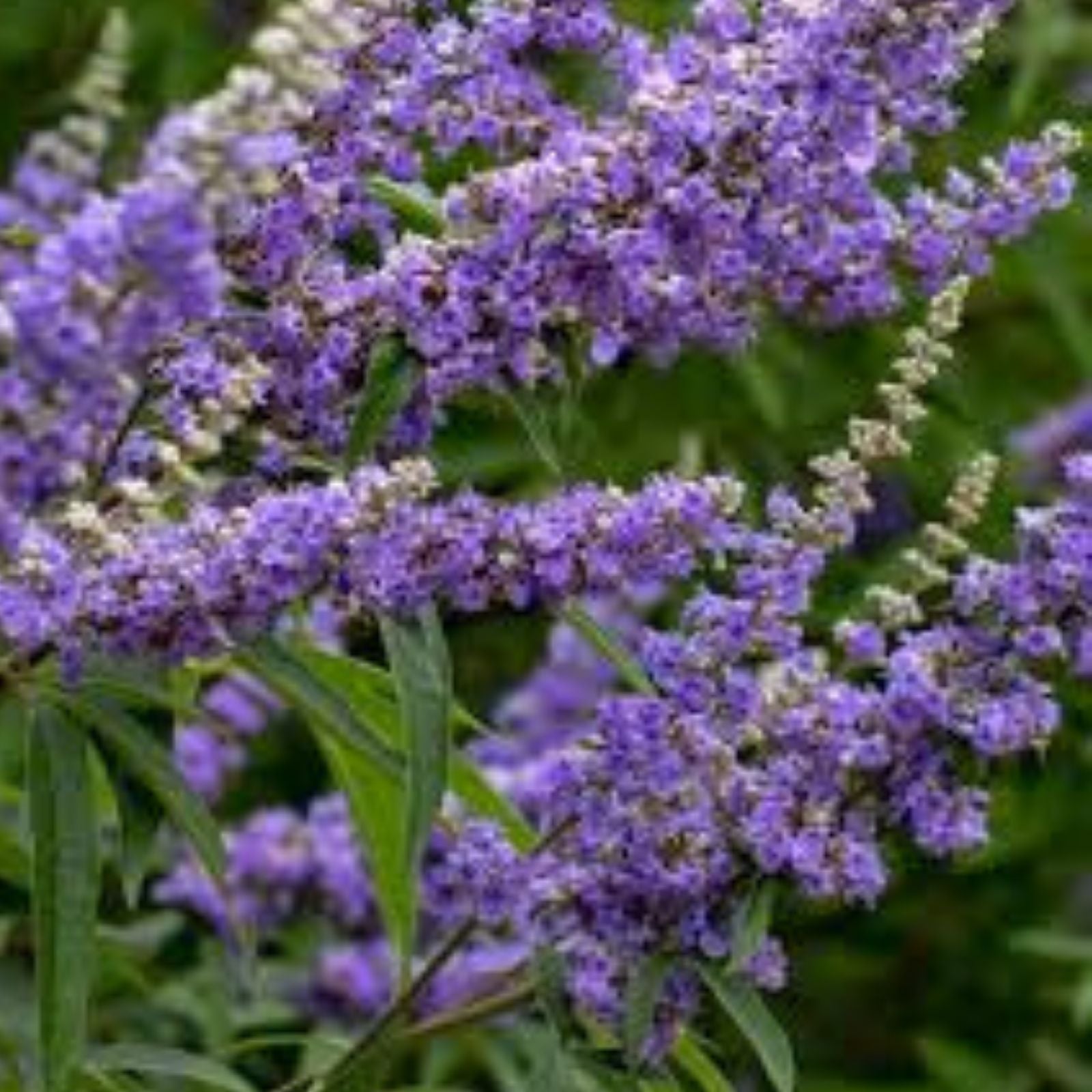 Chaste Tree Seeds 50+ Count, Fast Growing, Edible Pepper Substitute, Vitex agnus-castus, Medicinal Herb, Ornamental Plant