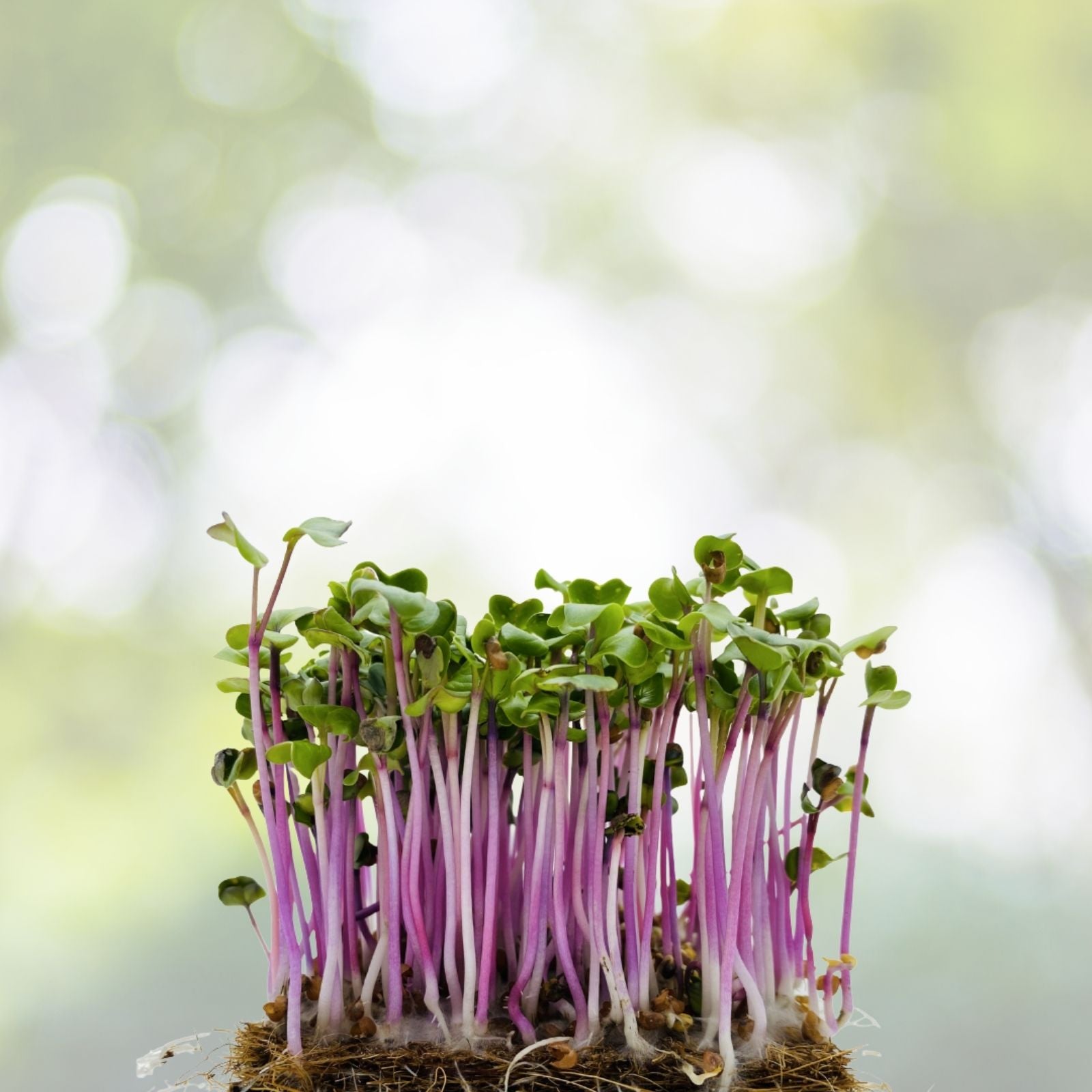 Champion Radish Seeds - NON-GMO Heirloom Variety | Fast-Growing, Crunchy Flavor | Raphanus sativus
