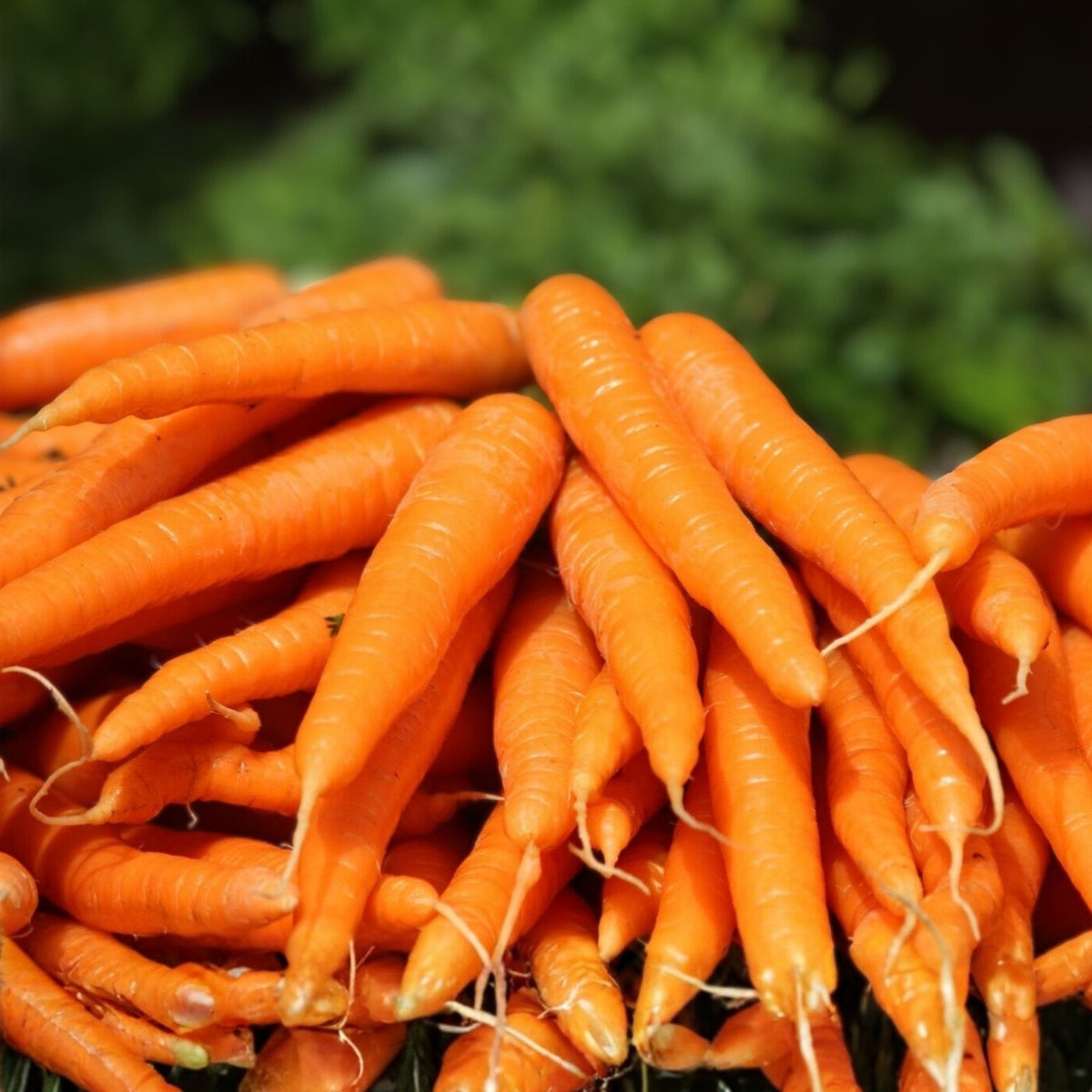 Tendersweet Carrot Seeds 400+ Non-GMO Organic Heirloom Daucus carota Vegetable Garden USA Seller