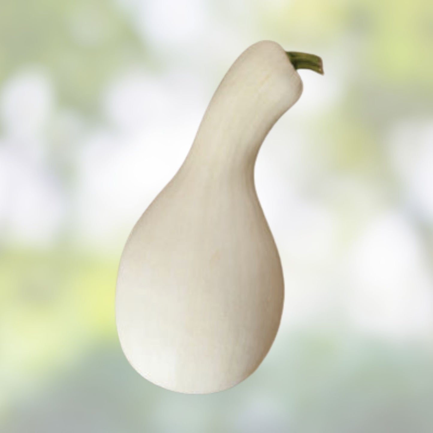 White Cushaw Gourd Seeds | 20 Rare White Squash Seeds for Planting | Cucurbita mixta | Heirloom, Organic, Garden, Vegetable Seeds