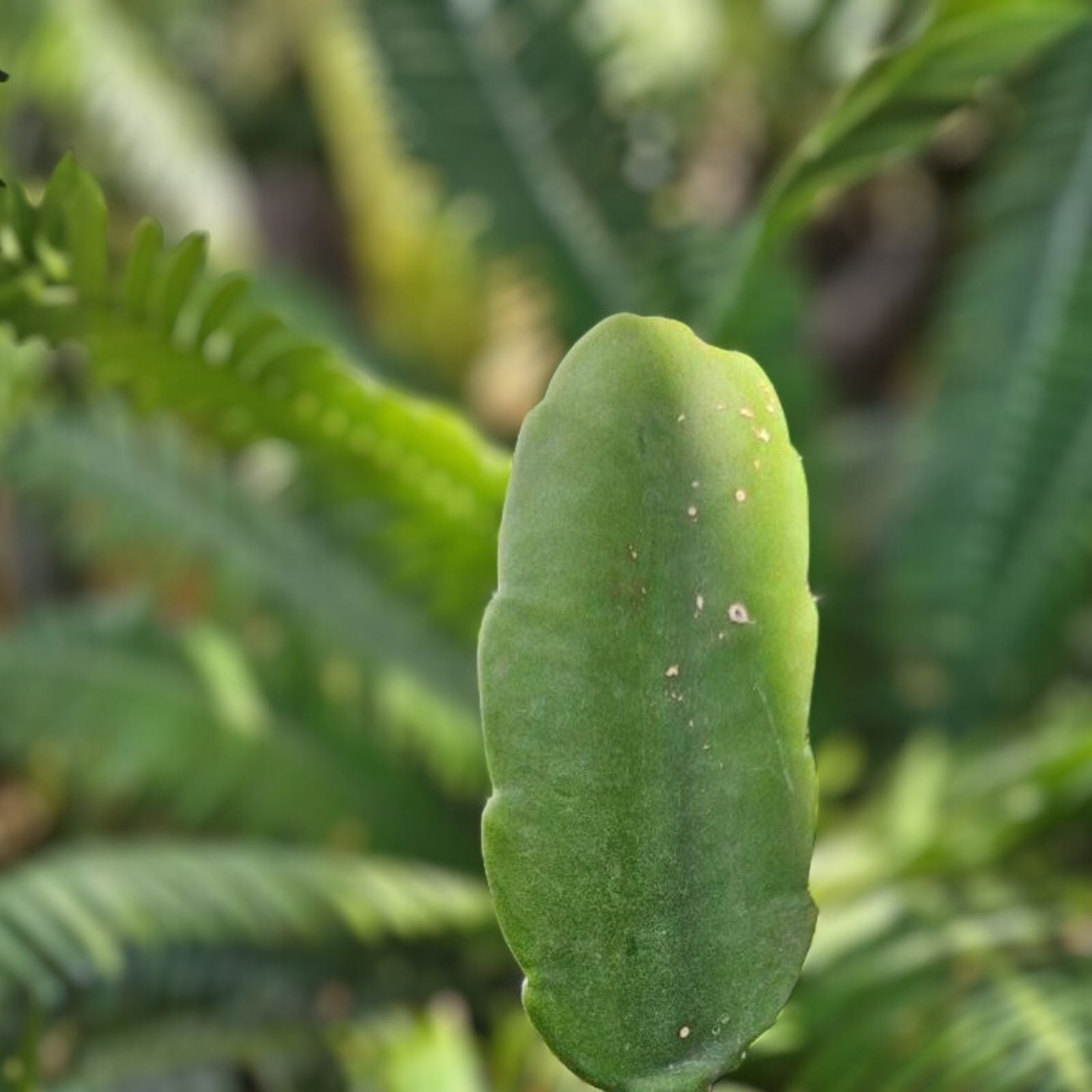 Dendrocereus Nudiflorus Rooted Cutting - Unique Cactus Plant for Indoor Gardening, Succulent Collector's Item