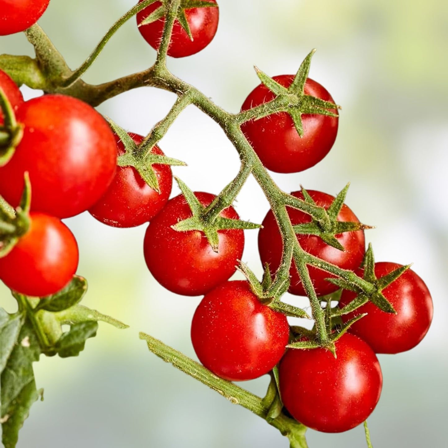 Sweetheart Tomato Starter Plants Set of 2, Mini Apple-Shaped, Solanum lycopersicum, 4+ Inches, Garden Vegetable Plants