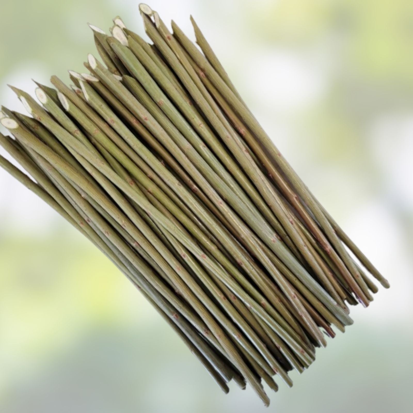 Dark Dicks Willow Cuttings - 12-inch Basket Willow Planting Material - Salix purpurea
