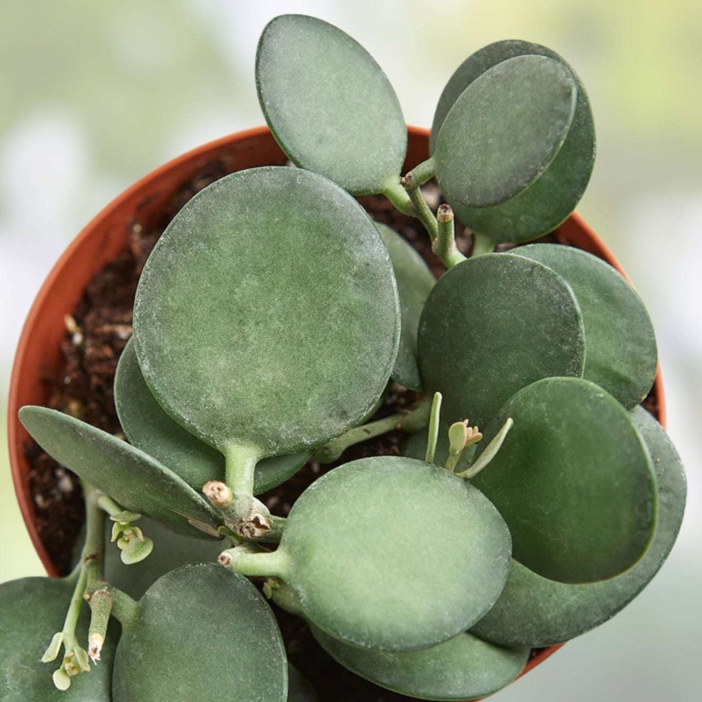 Silver Dollar Plant Cuttings | String of Coins | 4-inch Pot | Xerosicyos Danguyi Succulent Plant