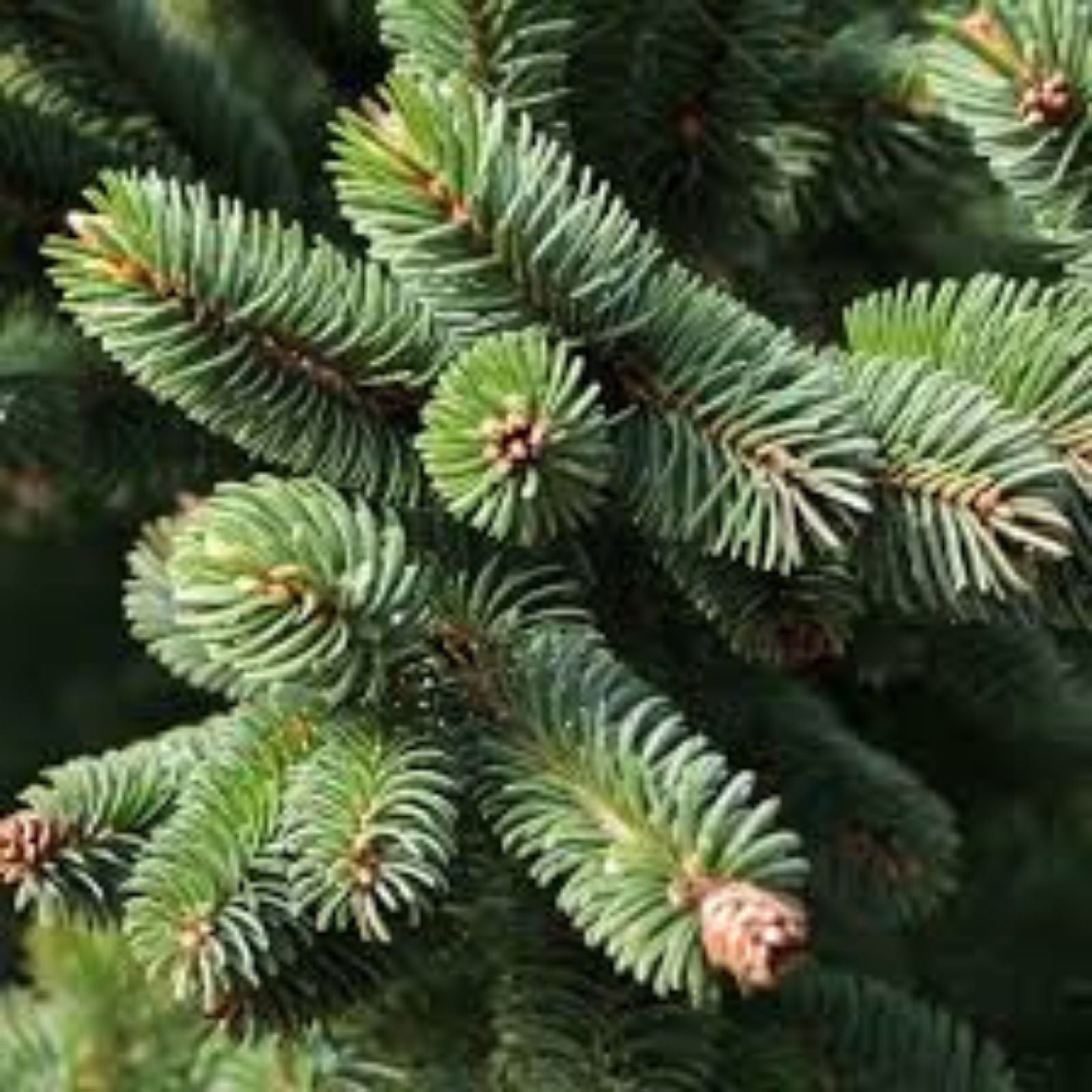 Oriental Spruce Tree Seeds - 30 Seeds for Planting - Picea orientalis - Evergreen Coniferous Tree Seeds for Gardening