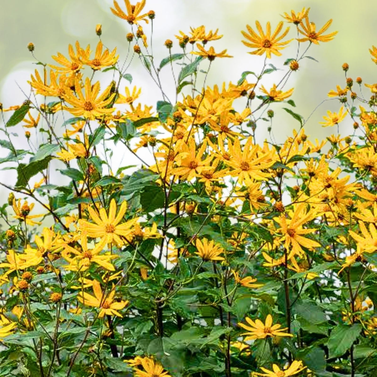 Bare Root Jerusalem Artichoke Plants - 3 Pack - Edible Perennial Herb - Helianthus tuberosus - Easy to Grow Organic Plants