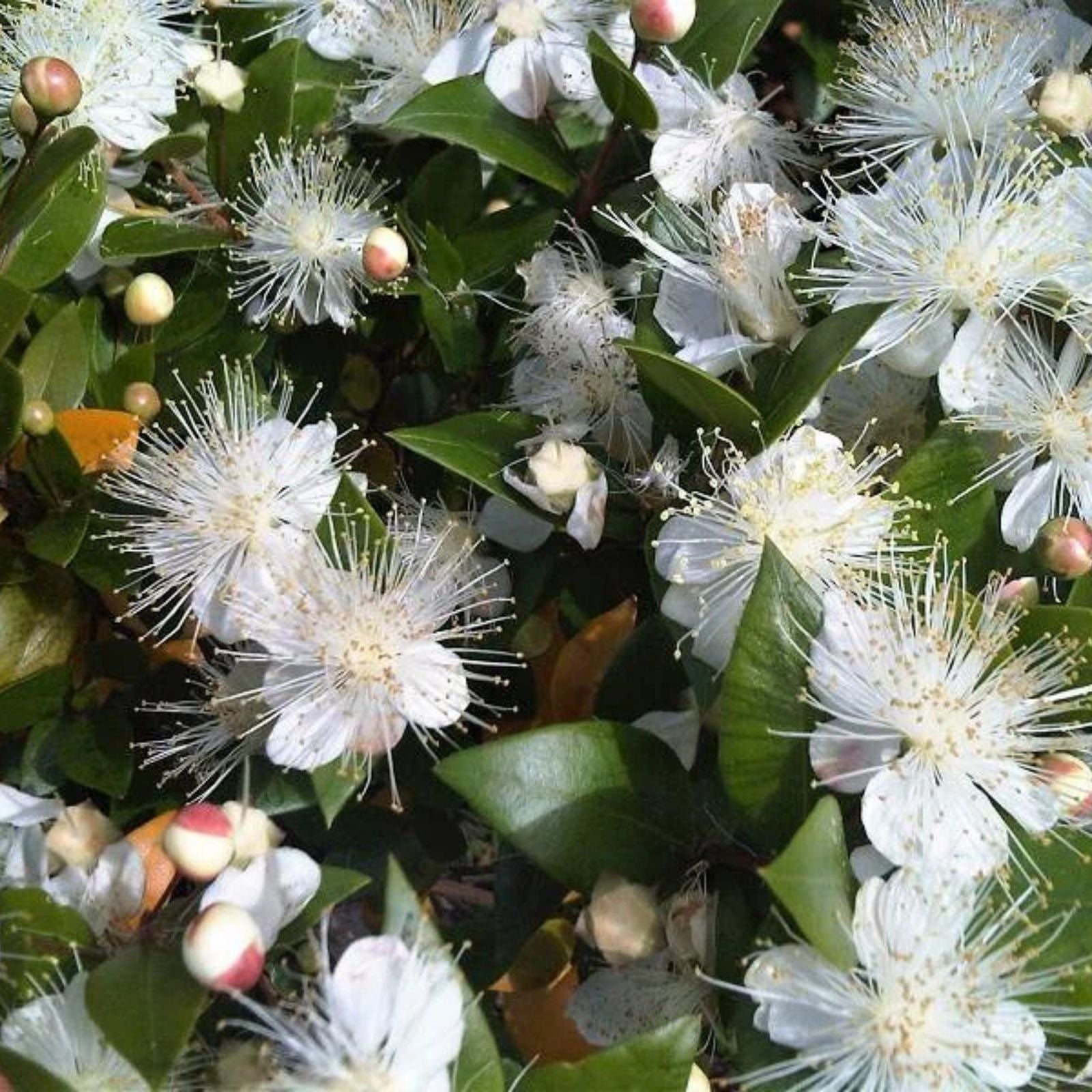 True White Sweet Myrtle Seeds - 25 Seeds - Aromatic Herb for Gardens and Landscaping - Myrtus communis L.