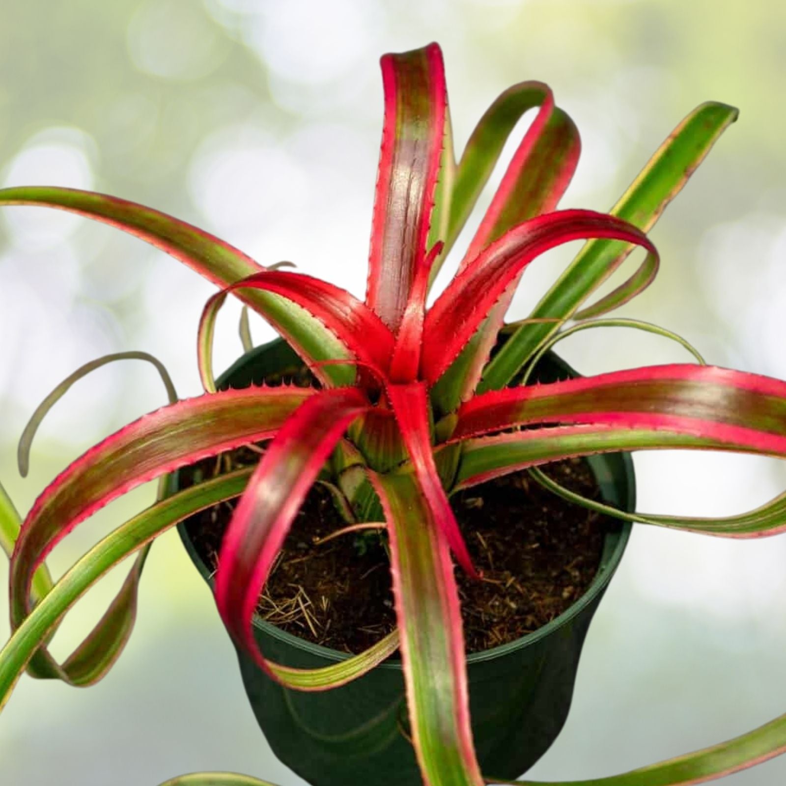Neoregelia Plant - Variegated Burgundy & Red Foliage - Neoregelia 'Cookie' - Ideal for Interior & Landscape Use