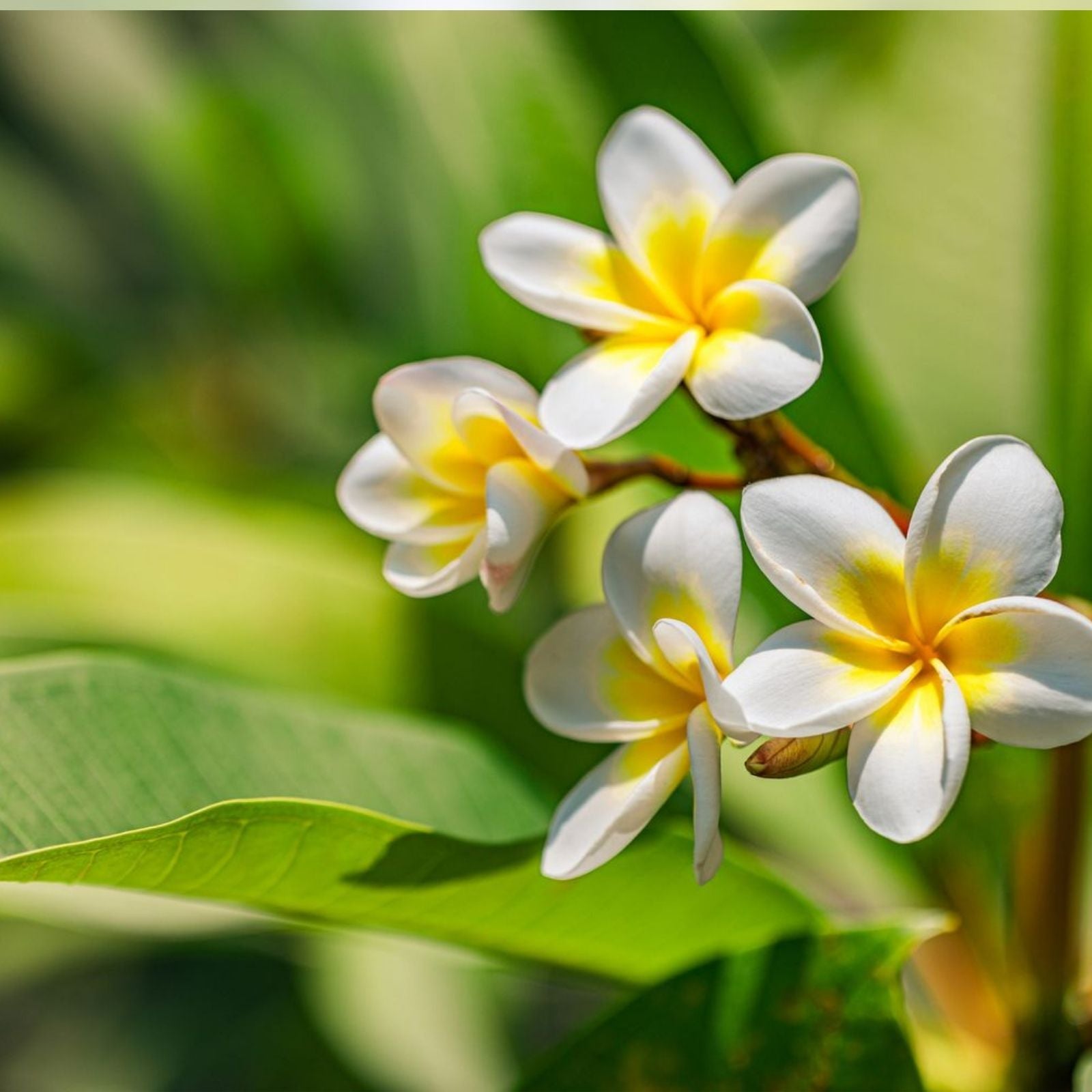 Yellow Plumeria Starter Cutting - Double Head, 10 Inch Frangipani Cutting, Plumeria spp. Tropical Garden Plant