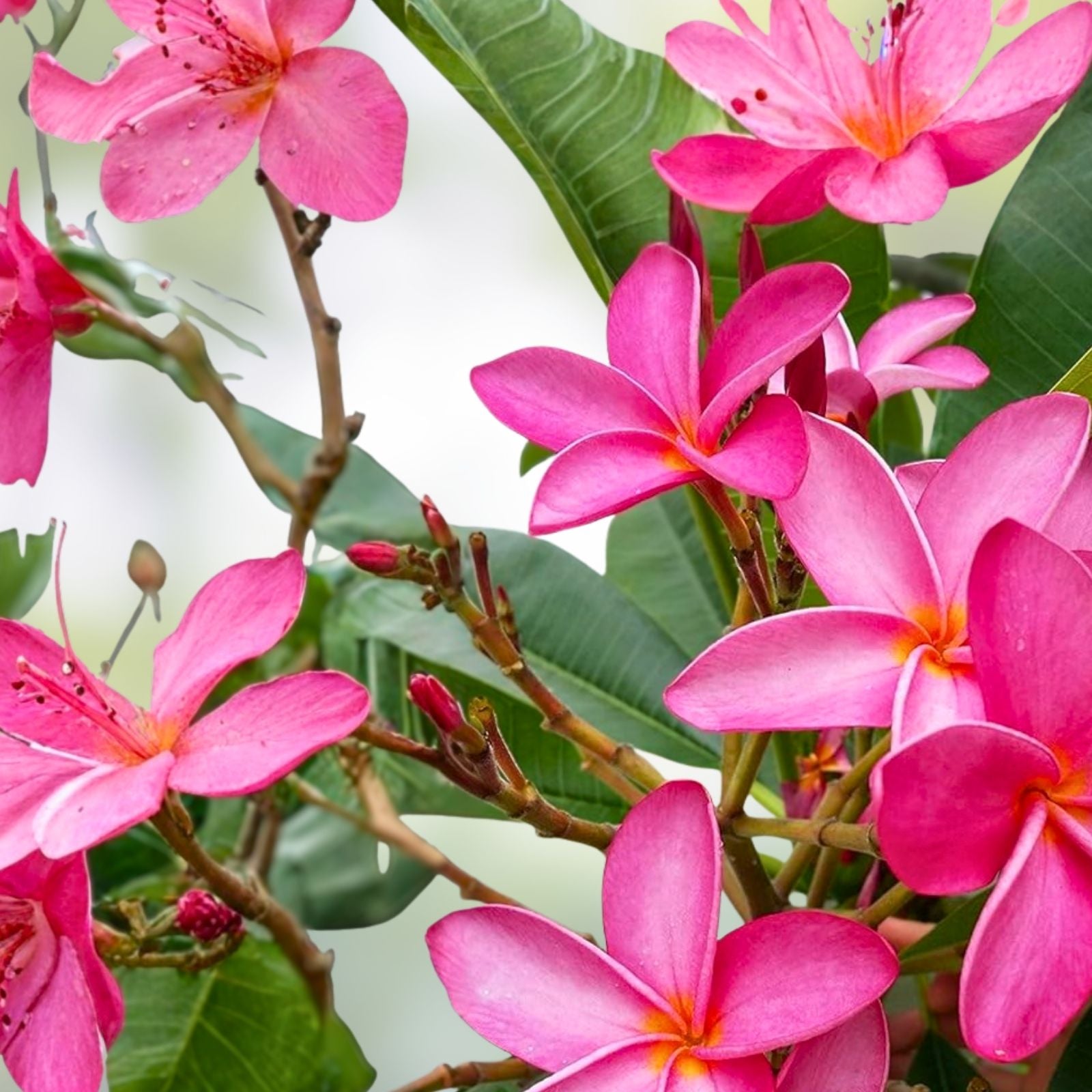 Slaughter Pink Plumeria Cutting - 9-12 Inch Fresh Frangipani Propagation for Gardening - Plumeria Plant