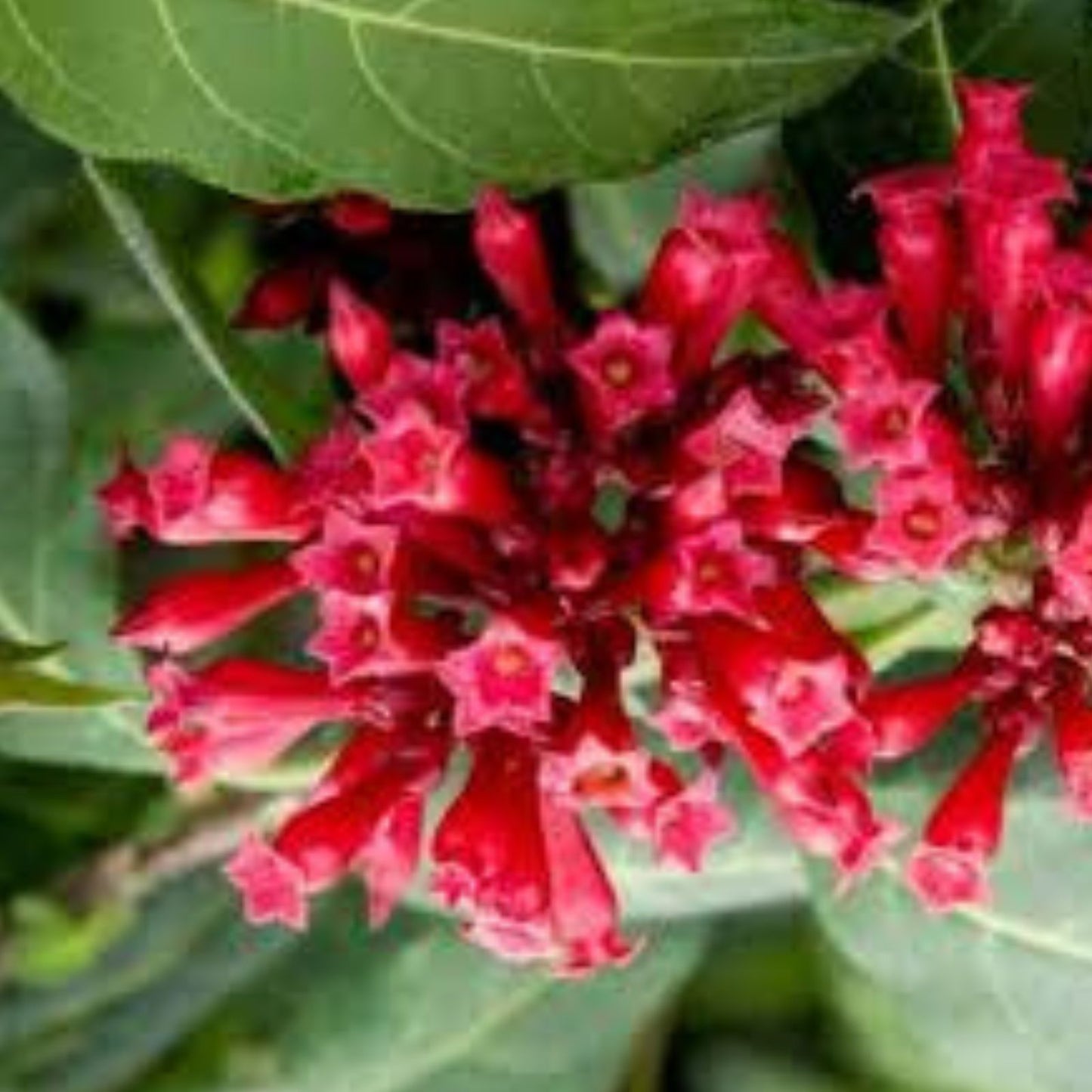Cestrum Newelli Red Jasmine Live Plant 6 8 Inch Tall No Pot Cestrum elegans