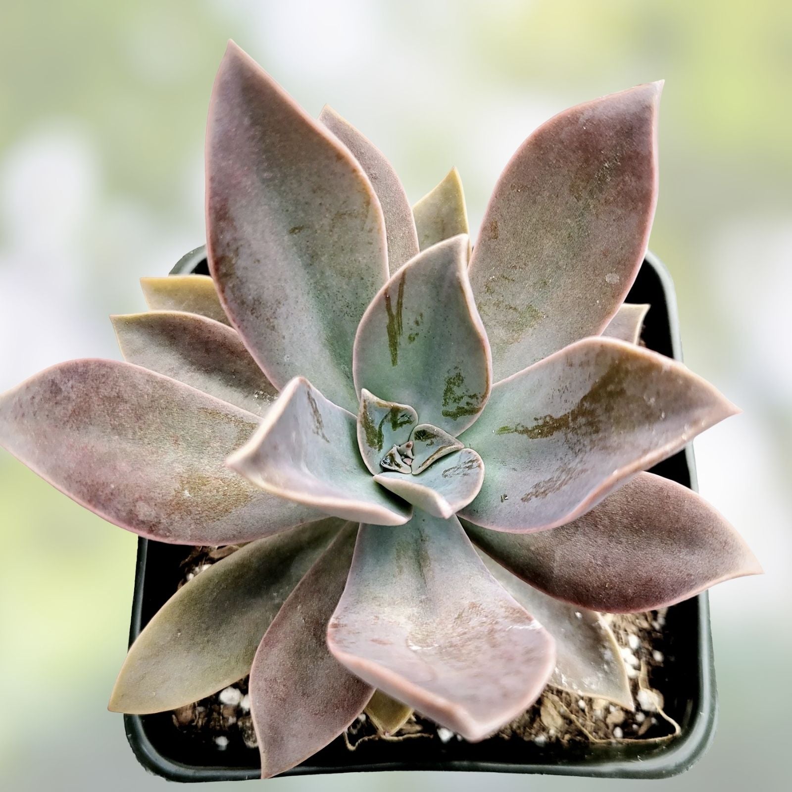 Rare Succulent Graptoveria Fred Ives 4-Inch Live Plant for Home Decor, Indoor Garden, Gift Plant