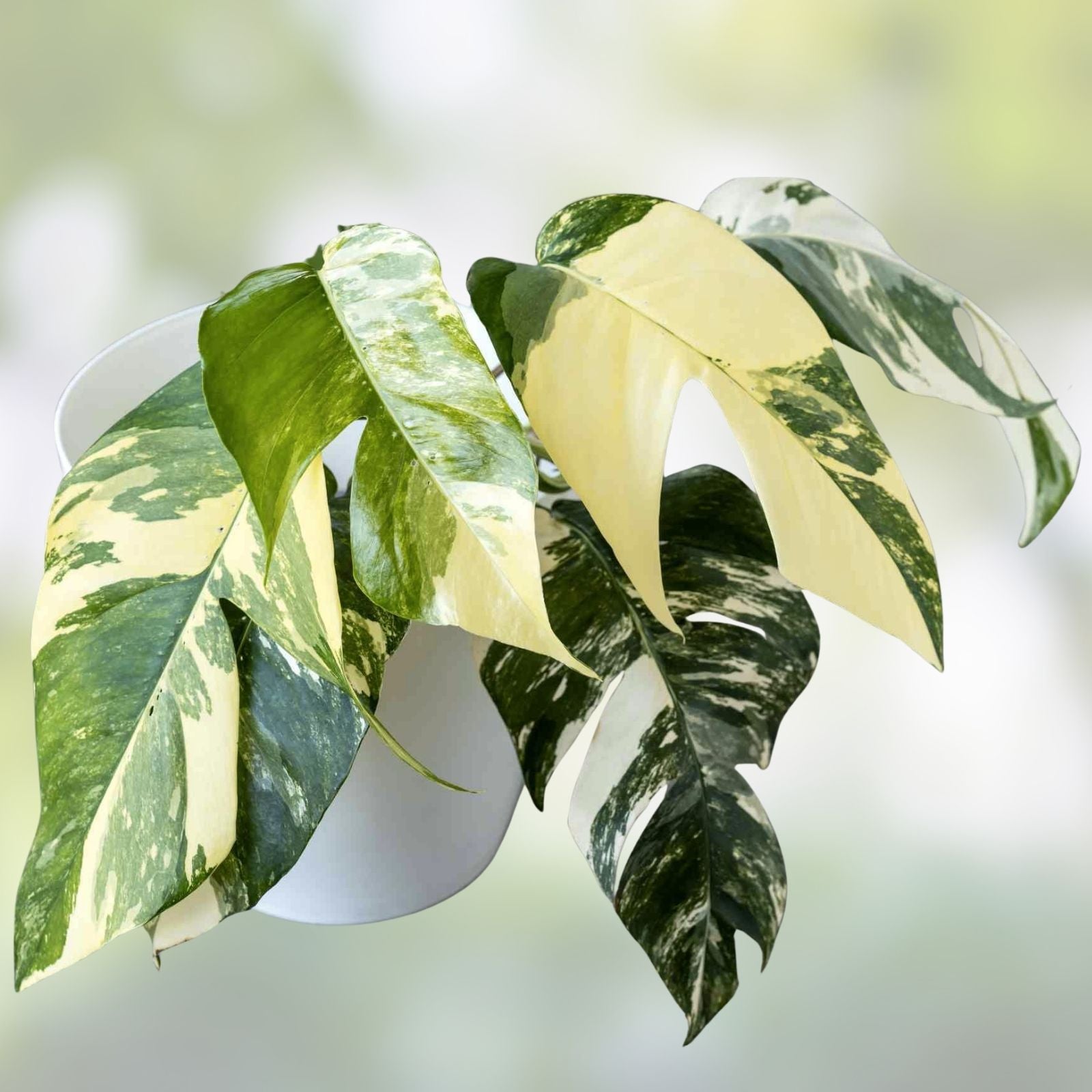 Epipremnum Pinnatum Albo Cutting - Rare White Variegated Pothos Plant for Home Decor and Gardening