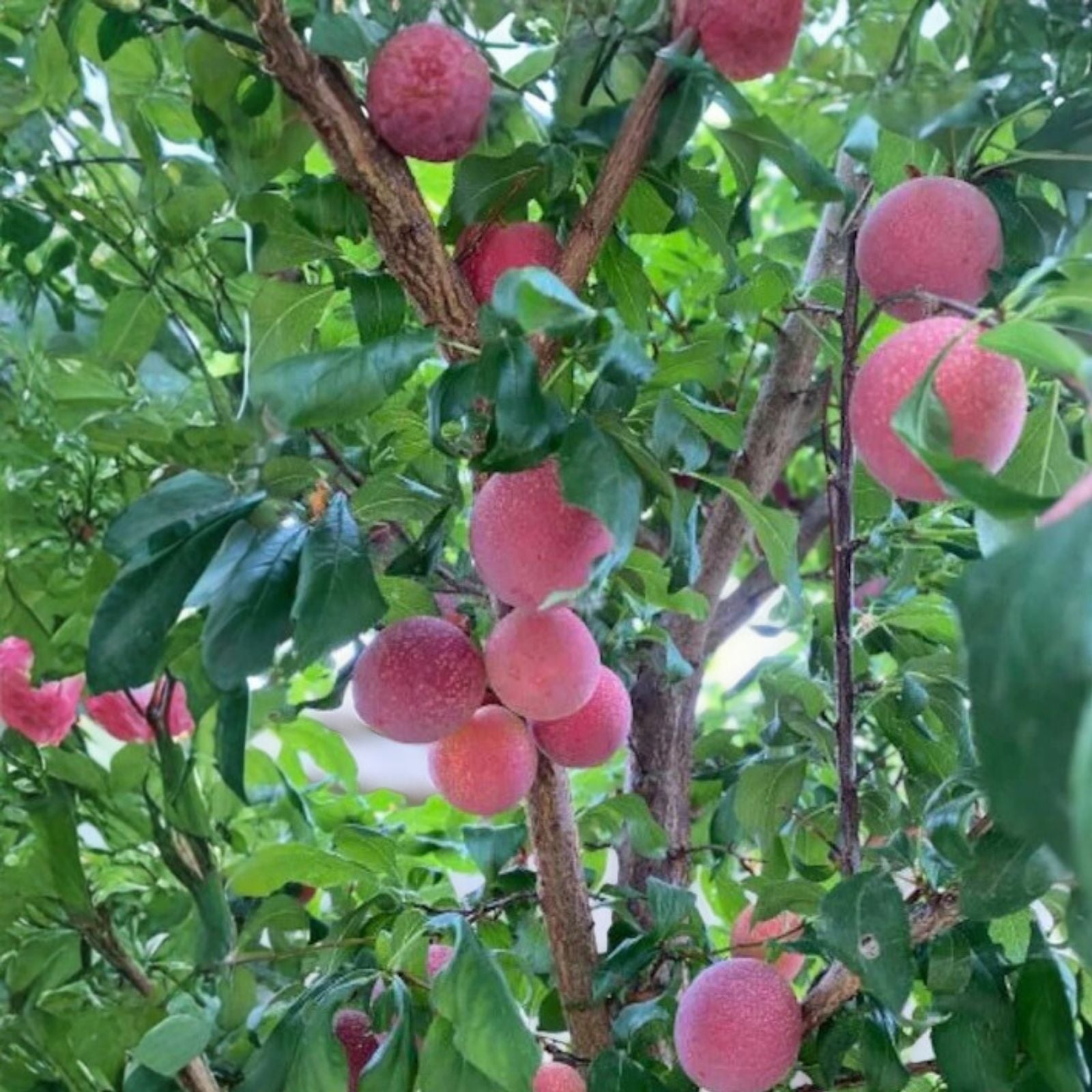 Emerald Grenade Sweet Pluot Triple Pack - 15 Scions - Pluerry Fruit Tree Grafting Scions - Edible Fruit Tree Variety
