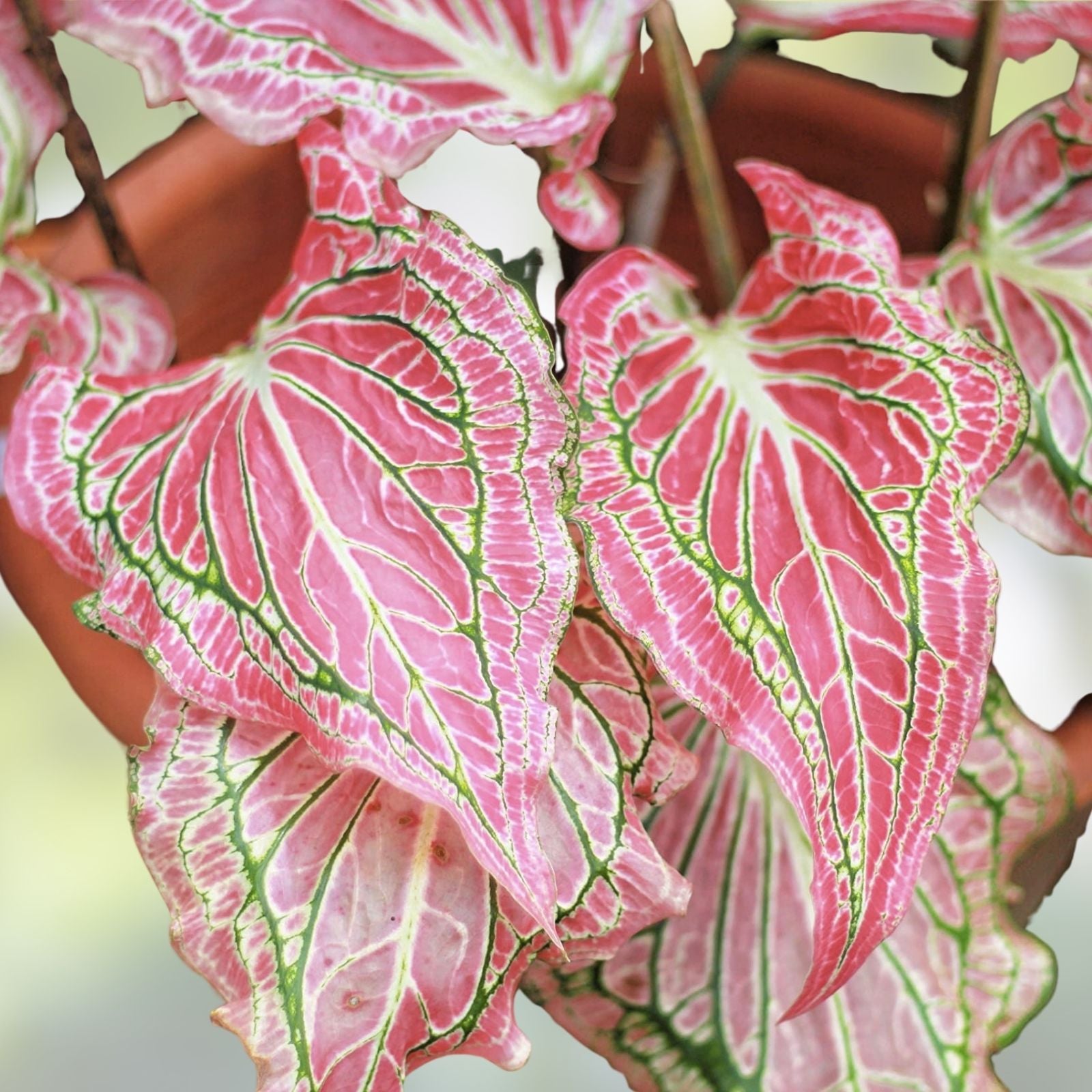 Caladium Bulbs for Planting – 2 Bulbs – Fancy Varieties – Easy & Fast Growing – Caladium bicolor