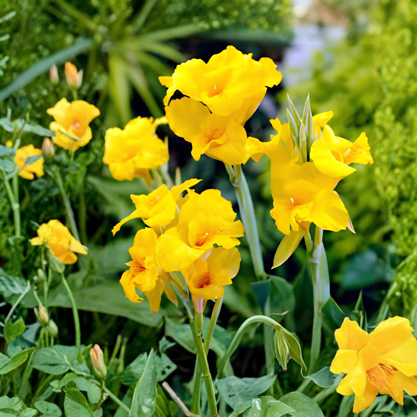 Large Canna Lily Bulbs Value Pack – Yellow Flowers – Canna indica – Garden Bulbs for Landscaping and Flowering Plants