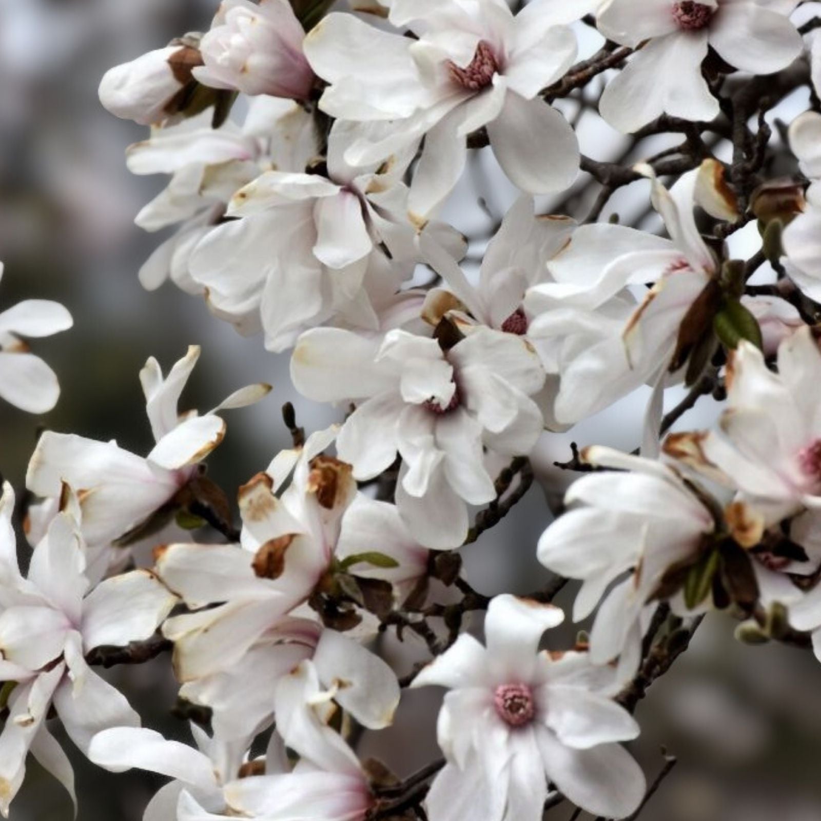 Merrill Magnolia Bare Root Plant - Magnolia x loebneri 'Merrill' - White Flowers - Live Shrub or Tree