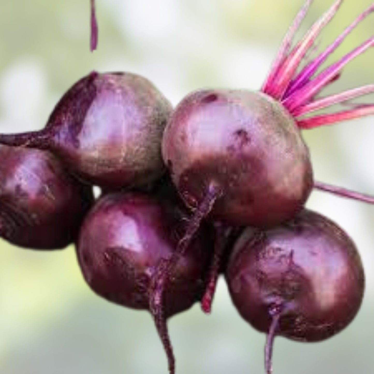Beet Seeds 50+ Heirloom Early Wonder Non-GMO Beta vulgaris Vegetable Gardening Supplies