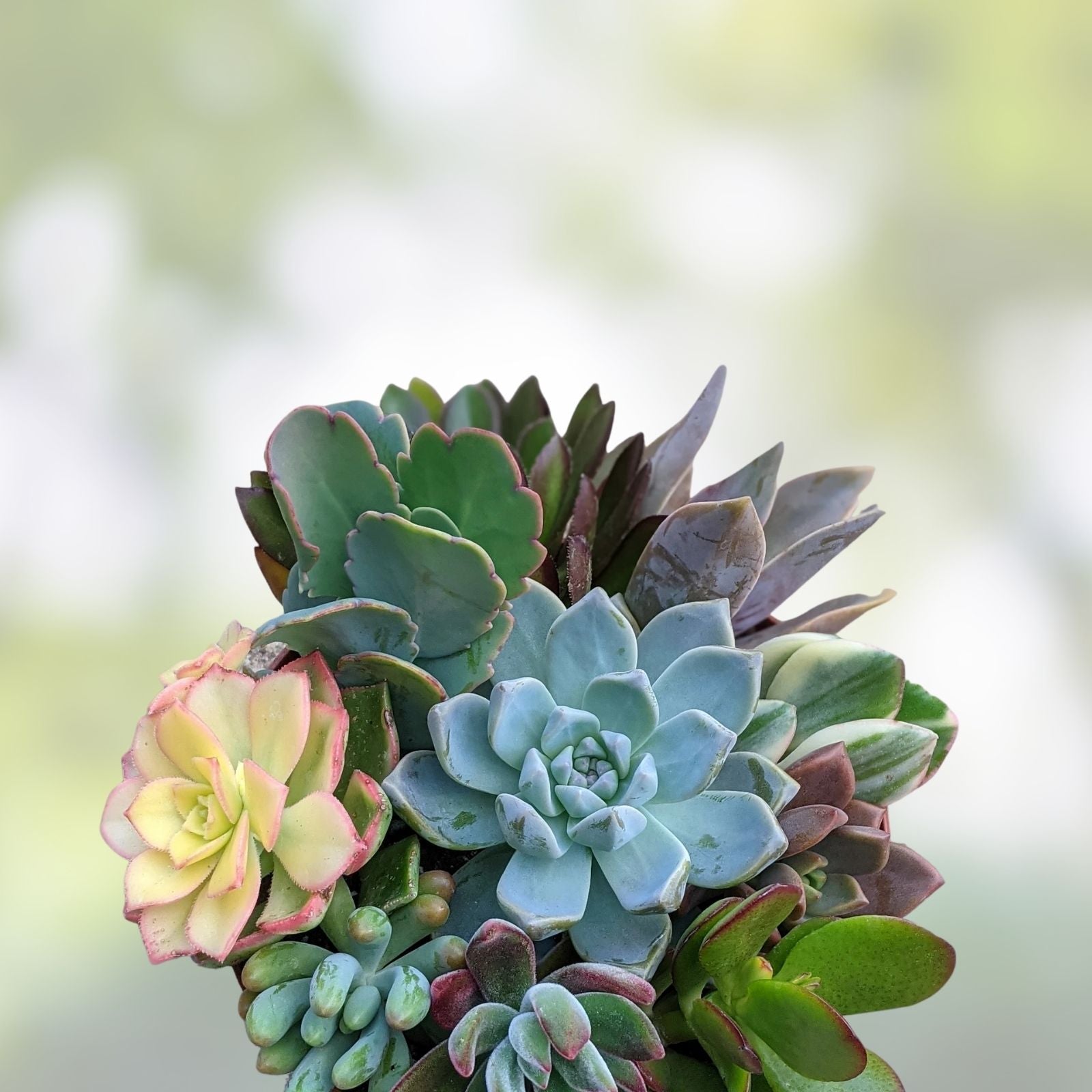 Large 4-6" Succulent Cuttings Set with 10 Varieties, Easy Rooting, Perfect for Gardening and Plant Decor