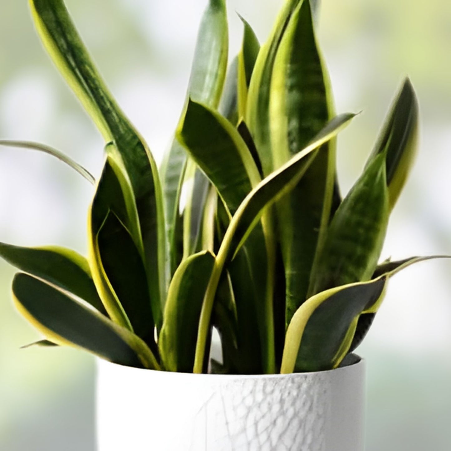 Snake Plant Cuttings - 2 Unrooted Mother-In-Law Tongue Sansevieria Live Plant for Indoor Decor