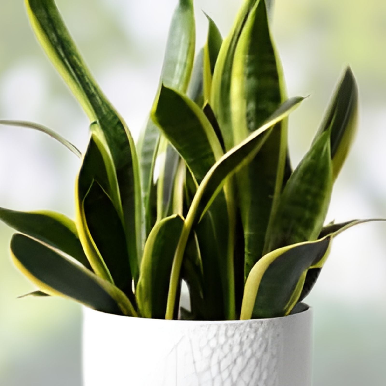 Snake Plant Cuttings - 2 Unrooted Mother-In-Law Tongue Sansevieria Live Plant for Indoor Decor