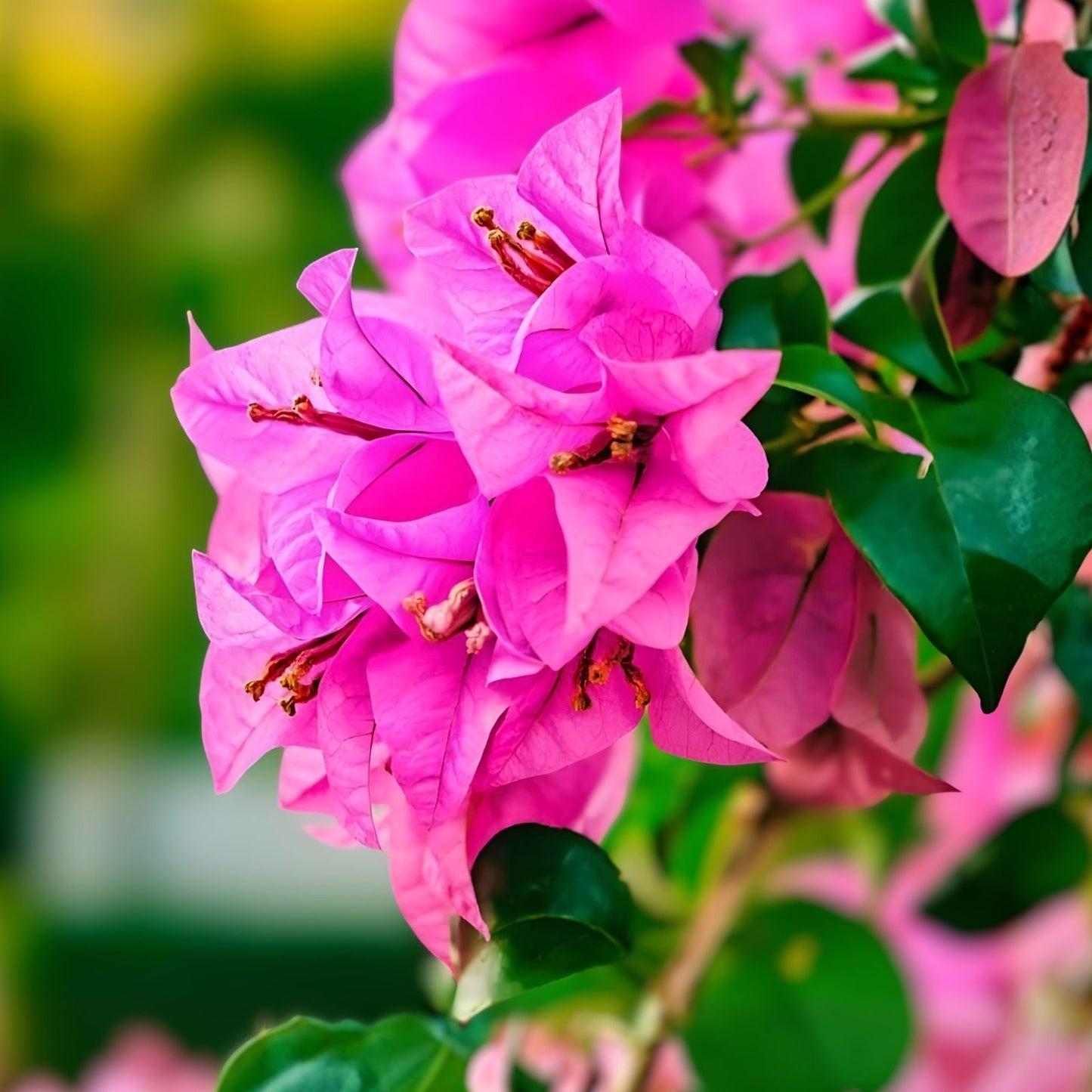 Bougainvillea Cuttings 6" Fuchsia Pink Live Plant Unrooted Bush Shrub - Bougainvillea glabra