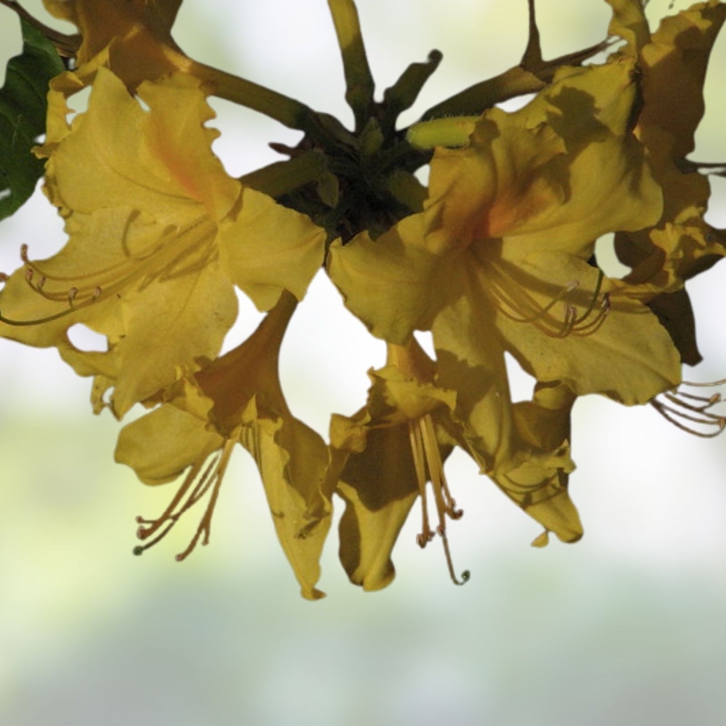 Aromi Azalea Starter Plant - Frontier Gold Variety - Rhododendron Deciduous - Dormant Small Plant