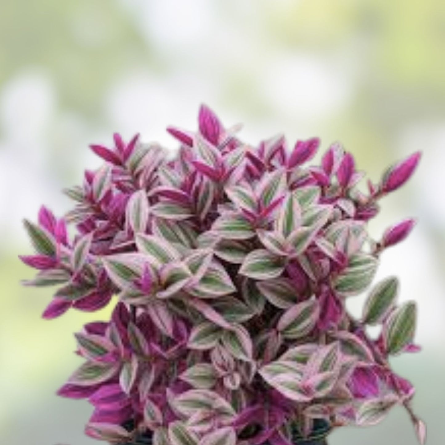 Vibrant Tradescantia Pink Lady Cuttings – 10 Rooted Plants for Easy Care House or Office – Tradescantia albiflora
