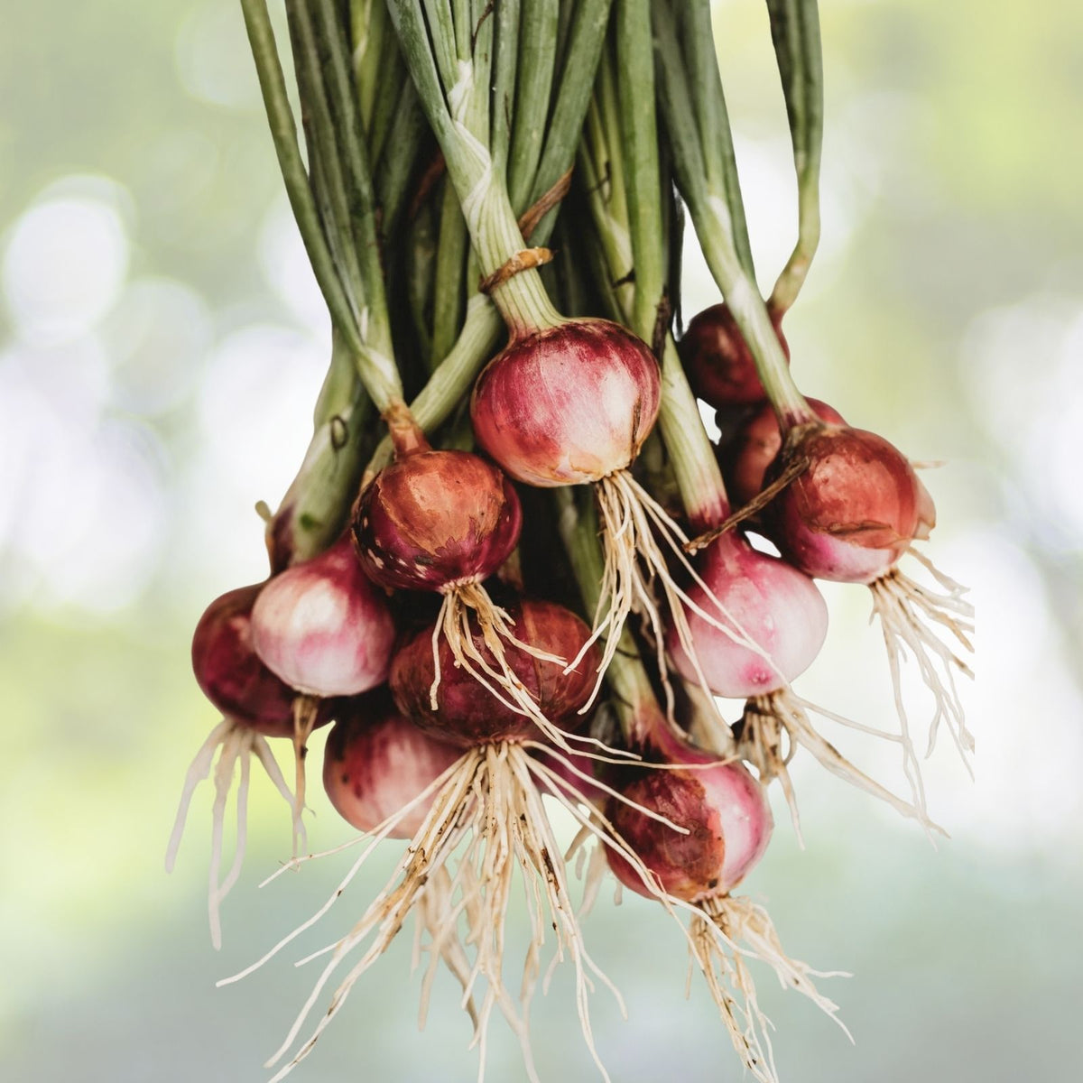 Red Creole Onion Seeds | NON-GMO Heirloom | Fresh Garden Seeds | Allium cepa