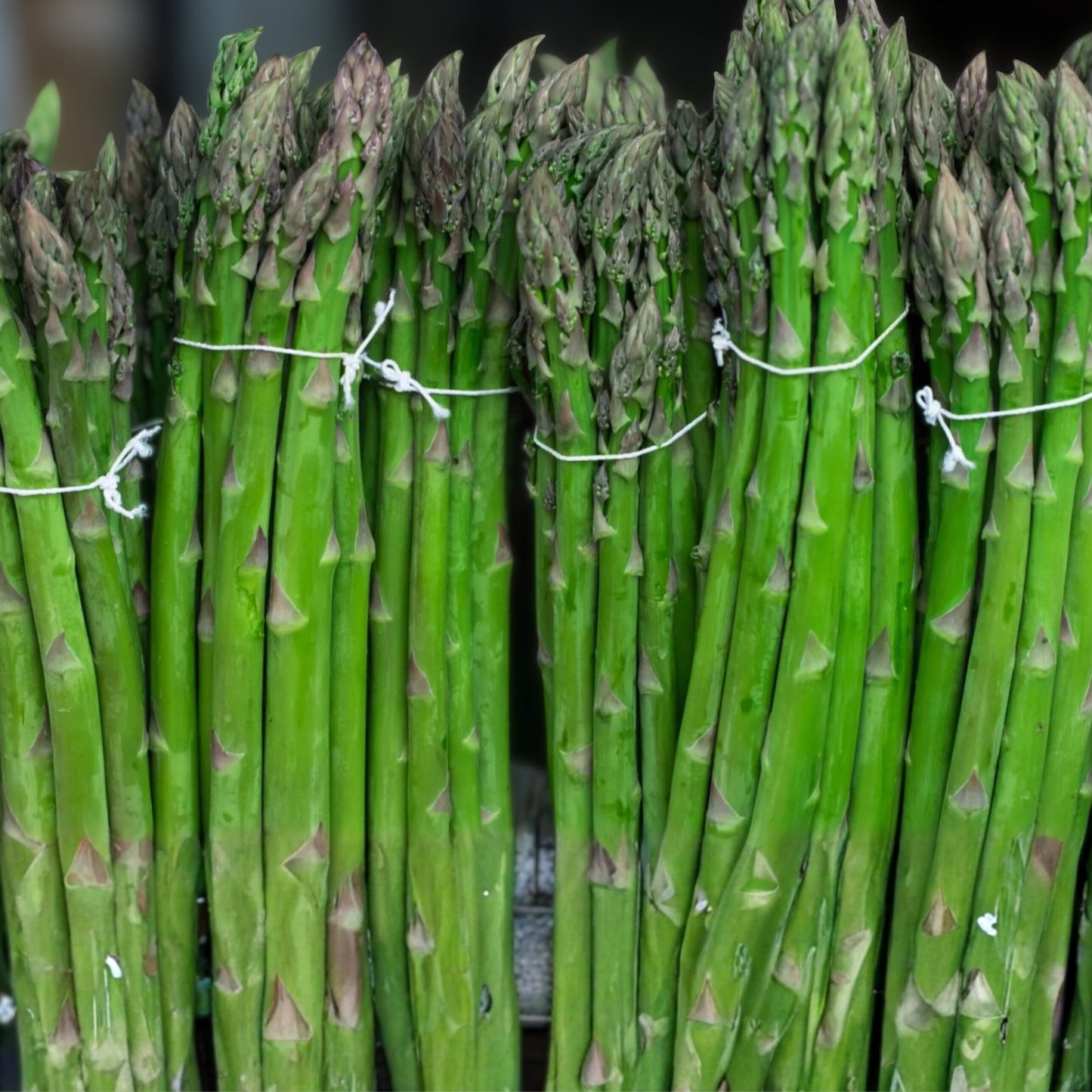 Asparagus Seeds 25 Heirloom Mary Washington Tasty Healthy Vegetable Asparagus officinalis