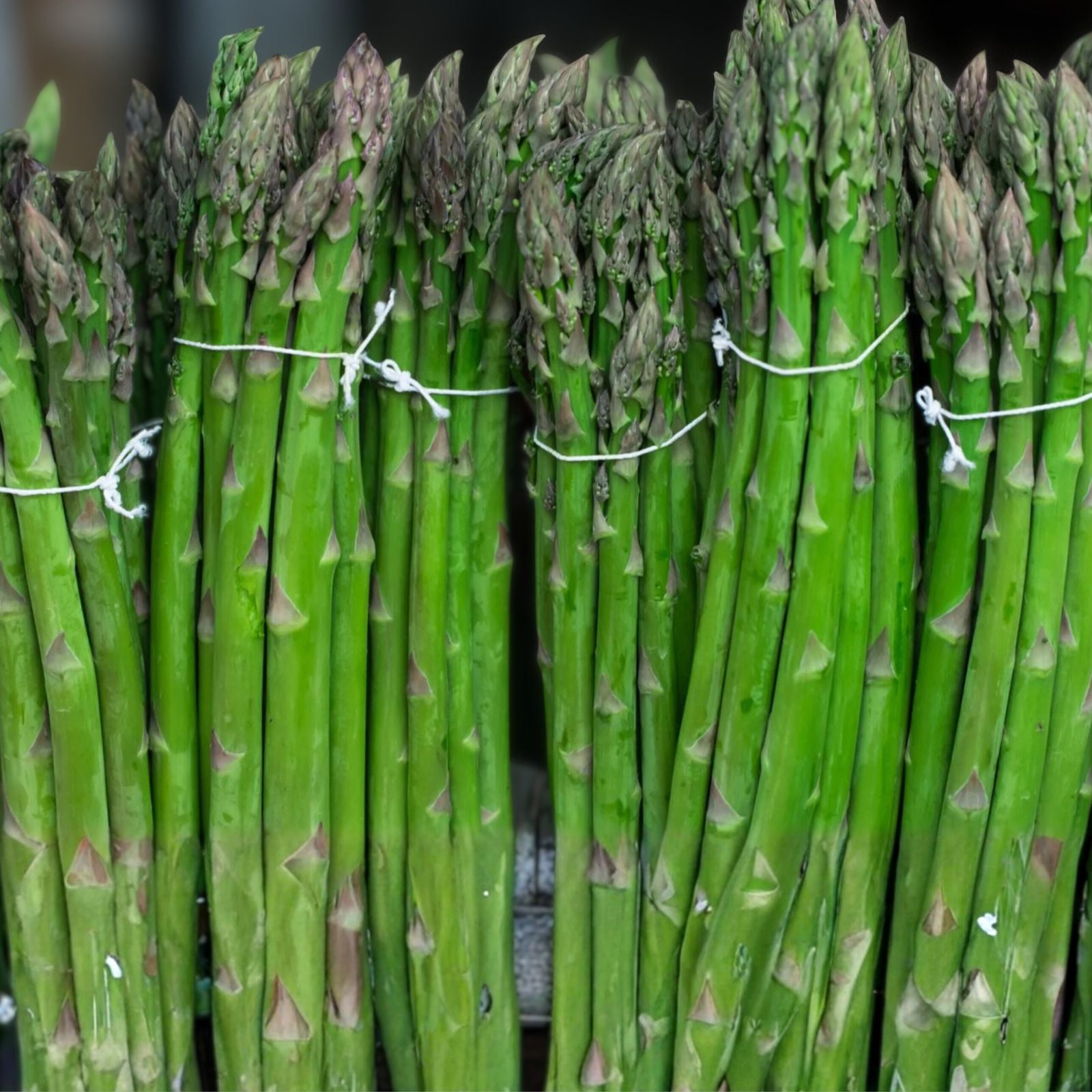 Asparagus Seeds 25 Heirloom Mary Washington Tasty Healthy Vegetable Asparagus officinalis
