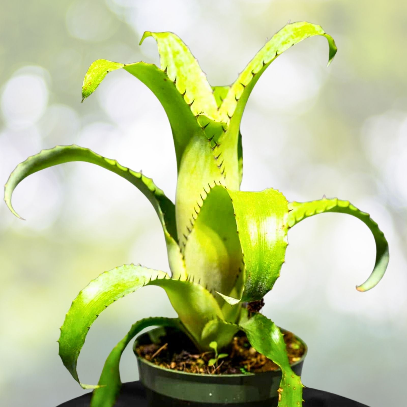 Bromeliad Plant 5" Pot Guzmania Ice Cream Variety (Guzmania spp.) - Unique Spineless Foliage for Indoor Decor