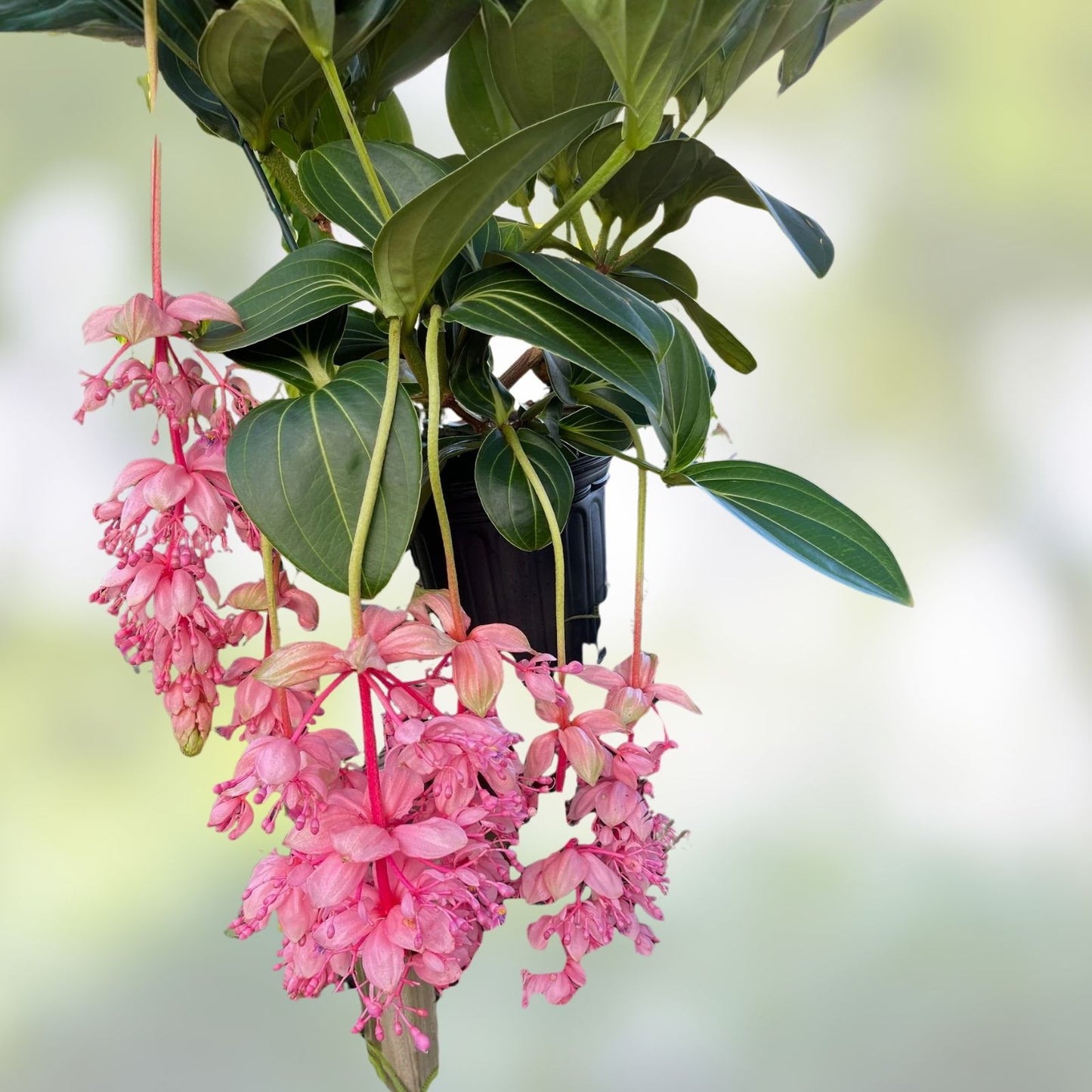 Royal Glow Magnifica Medinilla Starter Plant - Rare Live Well Rooted Tropical Indoor Plant for Home Decor