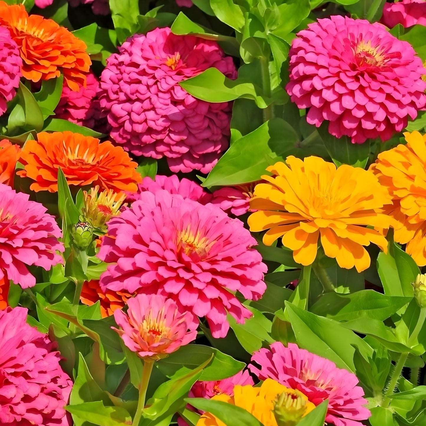 California Giant Zinnia Seeds 50 Pack | Colorful Garden Flowers | Zinnia elegans Planting Seeds