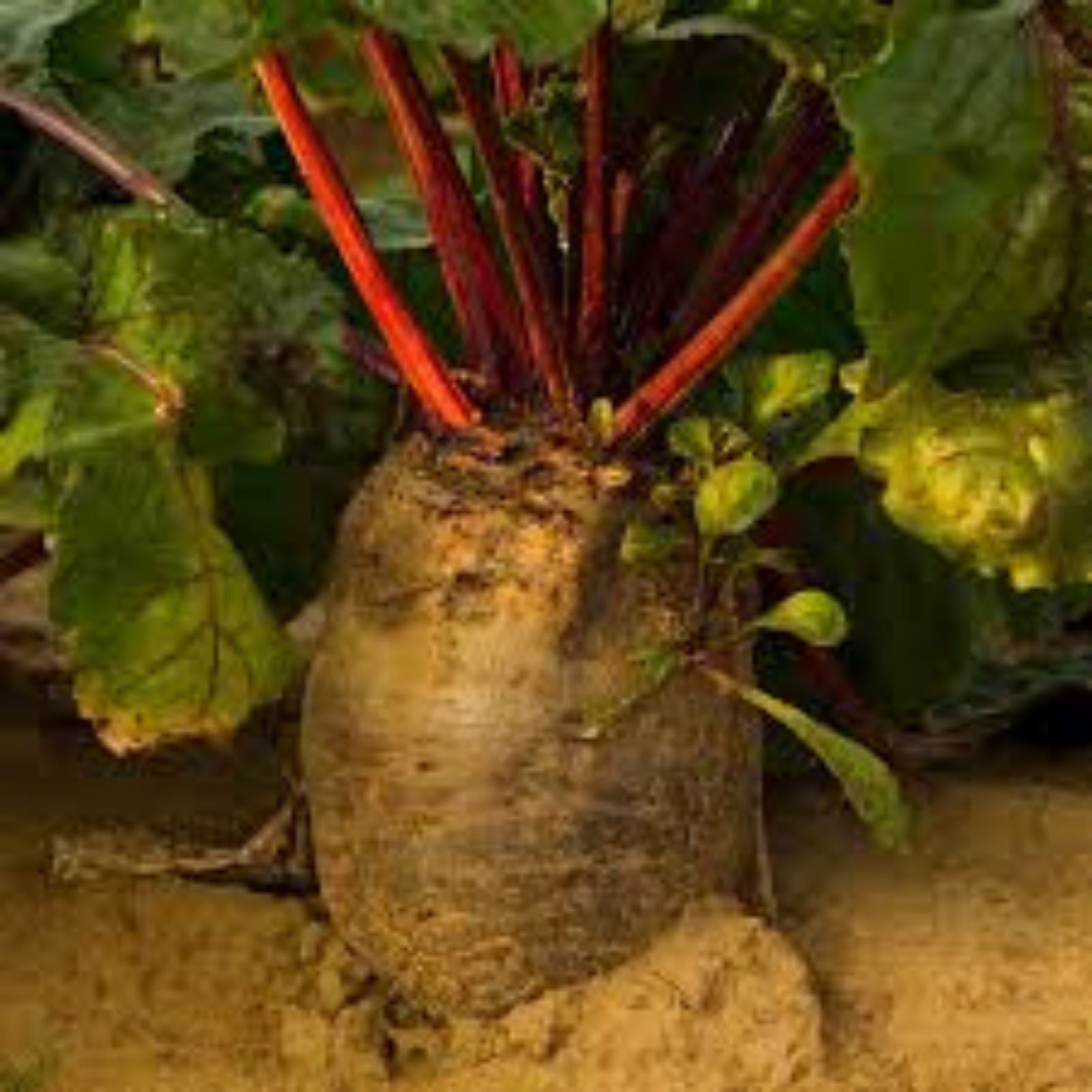 Mammoth Mangel Beet Seeds 50 Count - Grow Giant Beets - Beta vulgaris - Root Vegetable Seeds for Gardening
