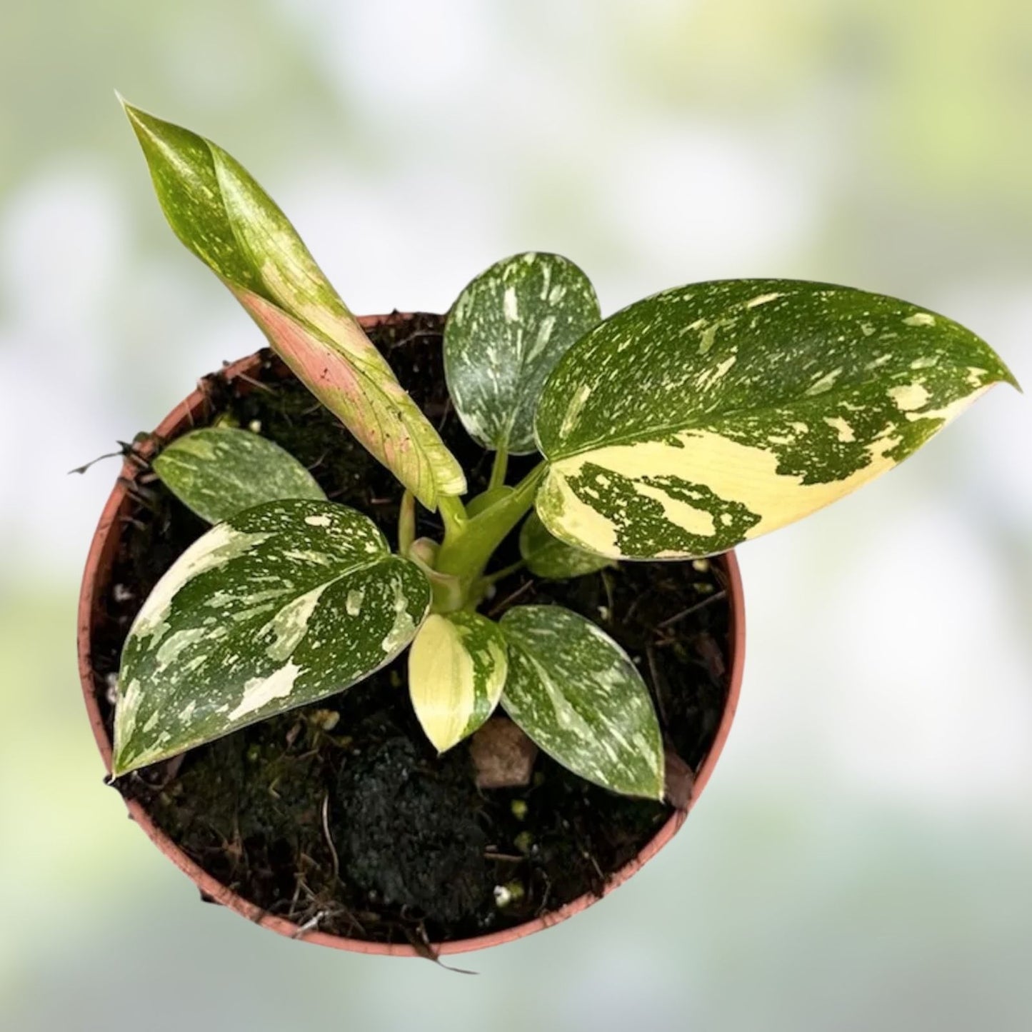 Rooted Plant Cuttings - 15 Assorted Varieties for Propagation - Easy to Grow Home Garden Plants