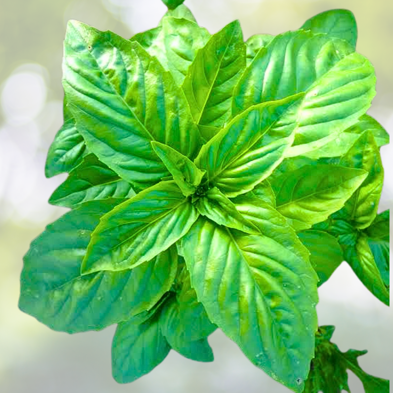 Basil Seeds 500 Count Genovese Sweet Pesto Large Leaves Non-GMO USA - Ocimum basilicum