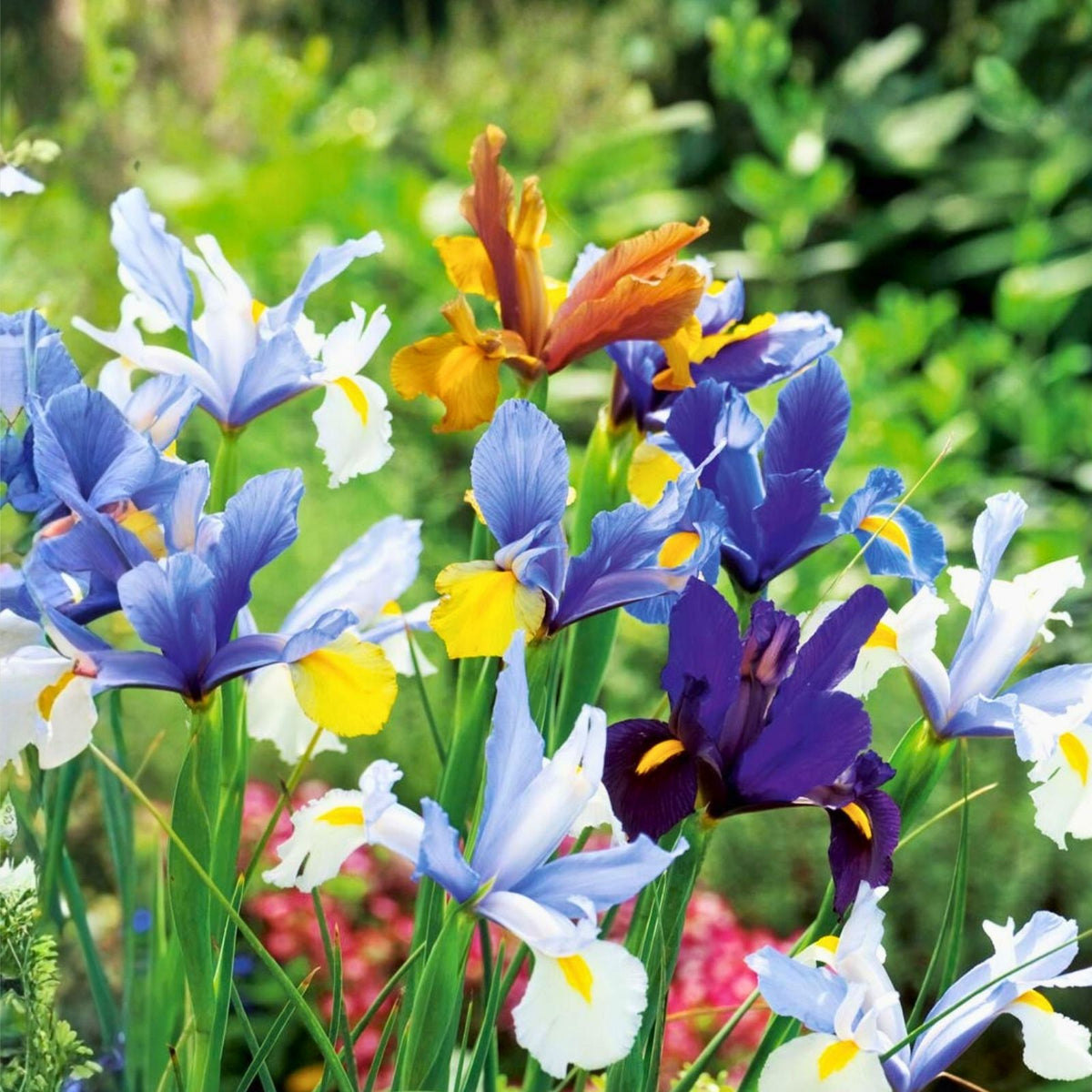 Dutch Iris Plants 3-Pack - Live Rooted European Heritage Iris × hollandica Bulbs for Garden, Flower Bed