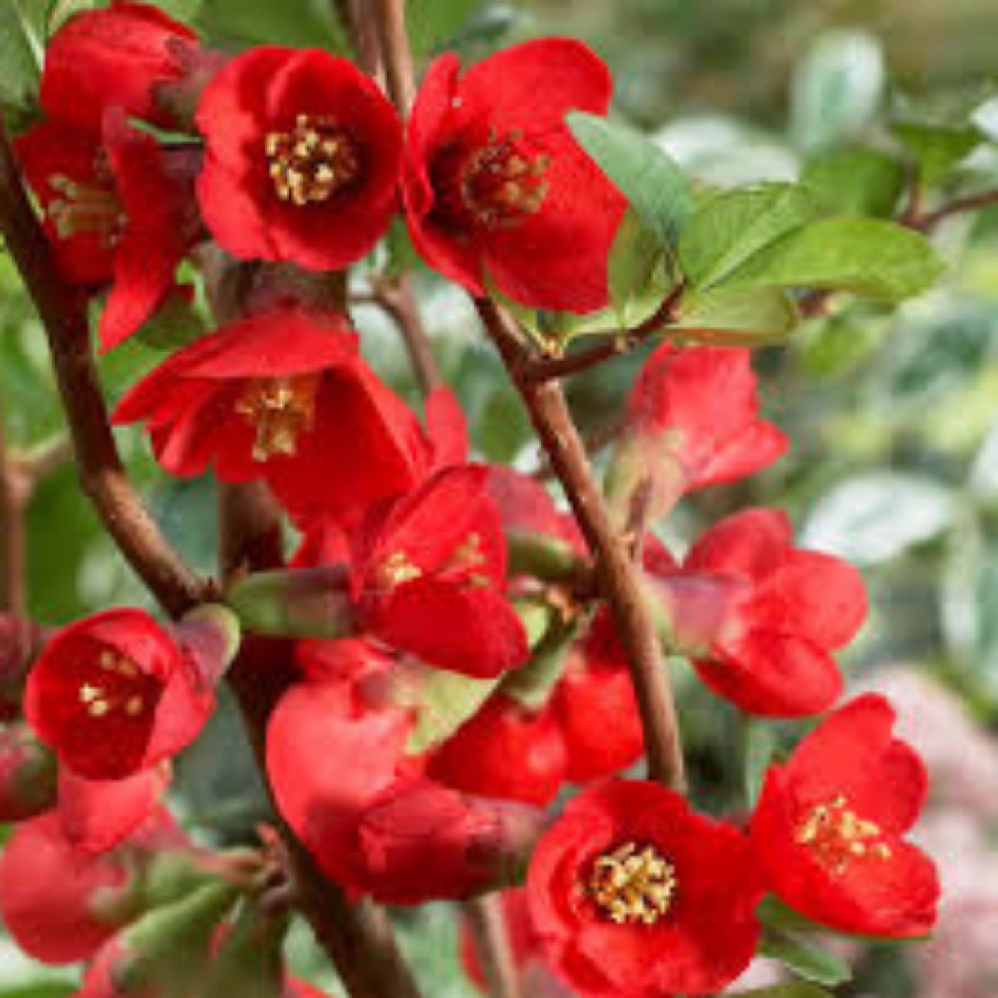 Texas Scarlet Red Quince 1G Live Plant - Flowering Bush - Chaenomeles × superba 'Texas Scarlet' - 6-8" Bonsai Plant