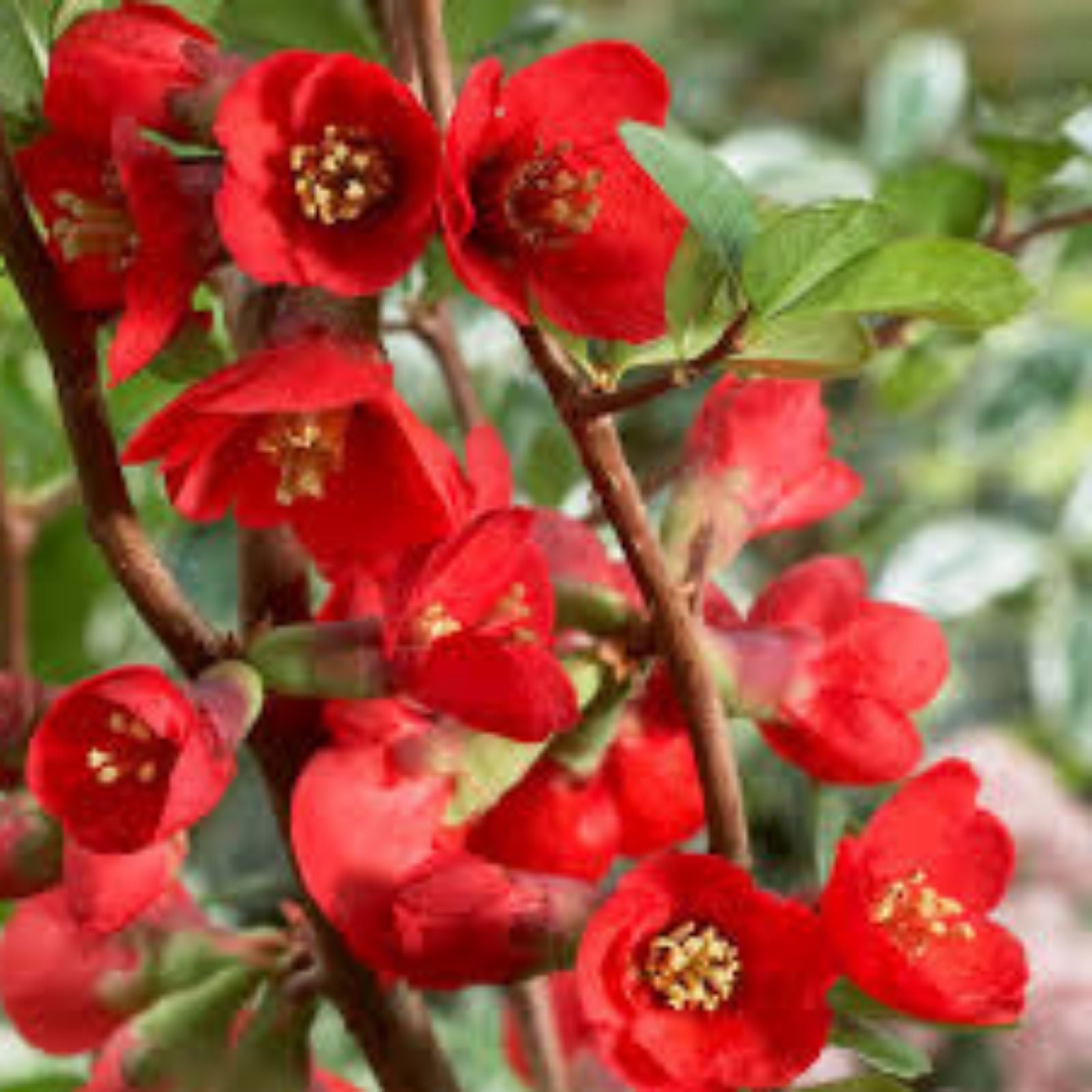 Texas Scarlet Red Quince 1G Live Plant - Flowering Bush - Chaenomeles × superba 'Texas Scarlet' - 6-8" Bonsai Plant