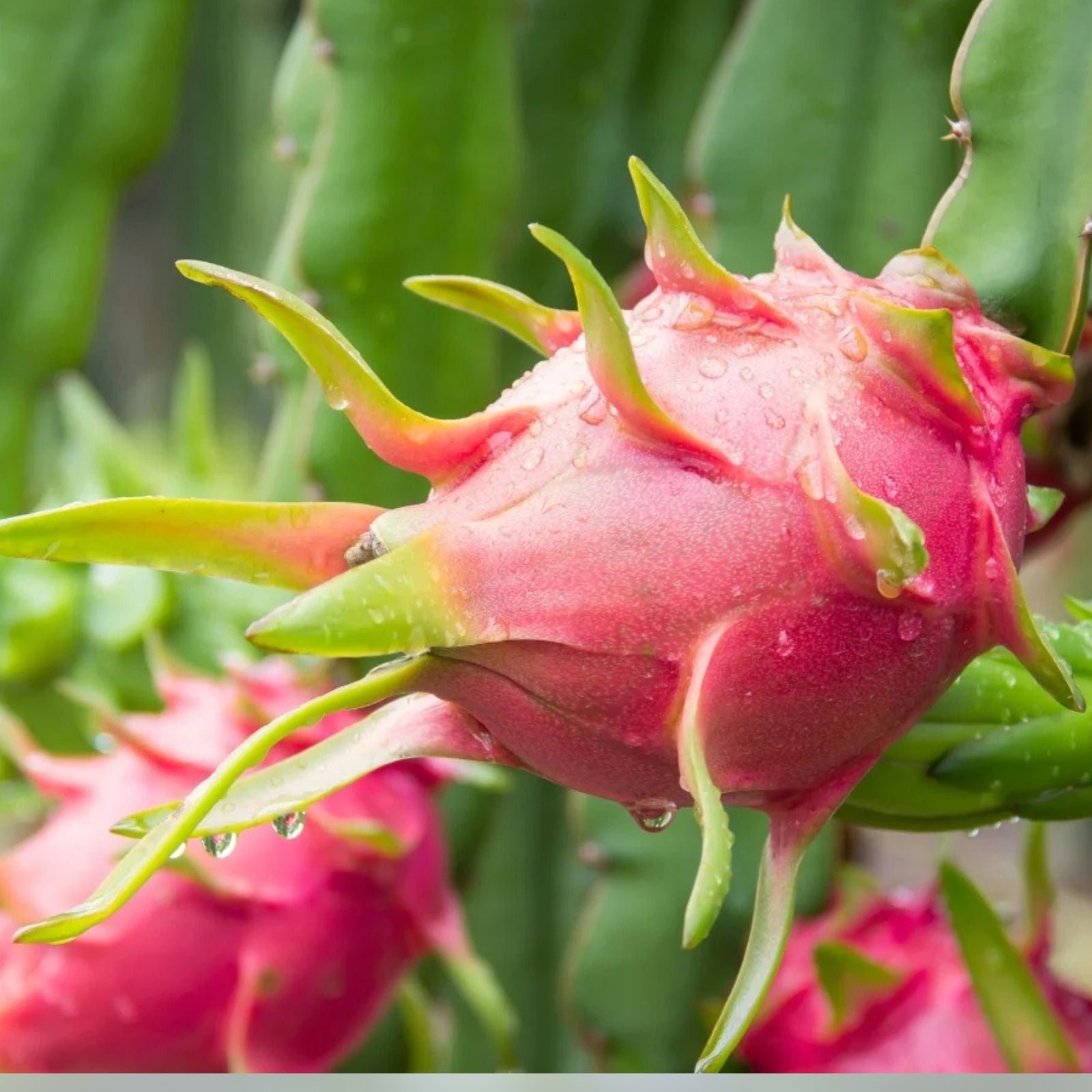Dragon Fruit Cuttings 24-36 inches Multiple Varieties Hylocereus spp. Cactus Plant Propagation