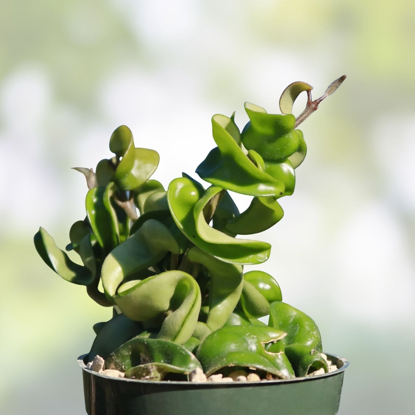 Hoya Hindu Rope Plant Cutting - Wax Plant, Hoya carnosa 'Compacta' - Easy Care Indoor Houseplant for Gardening