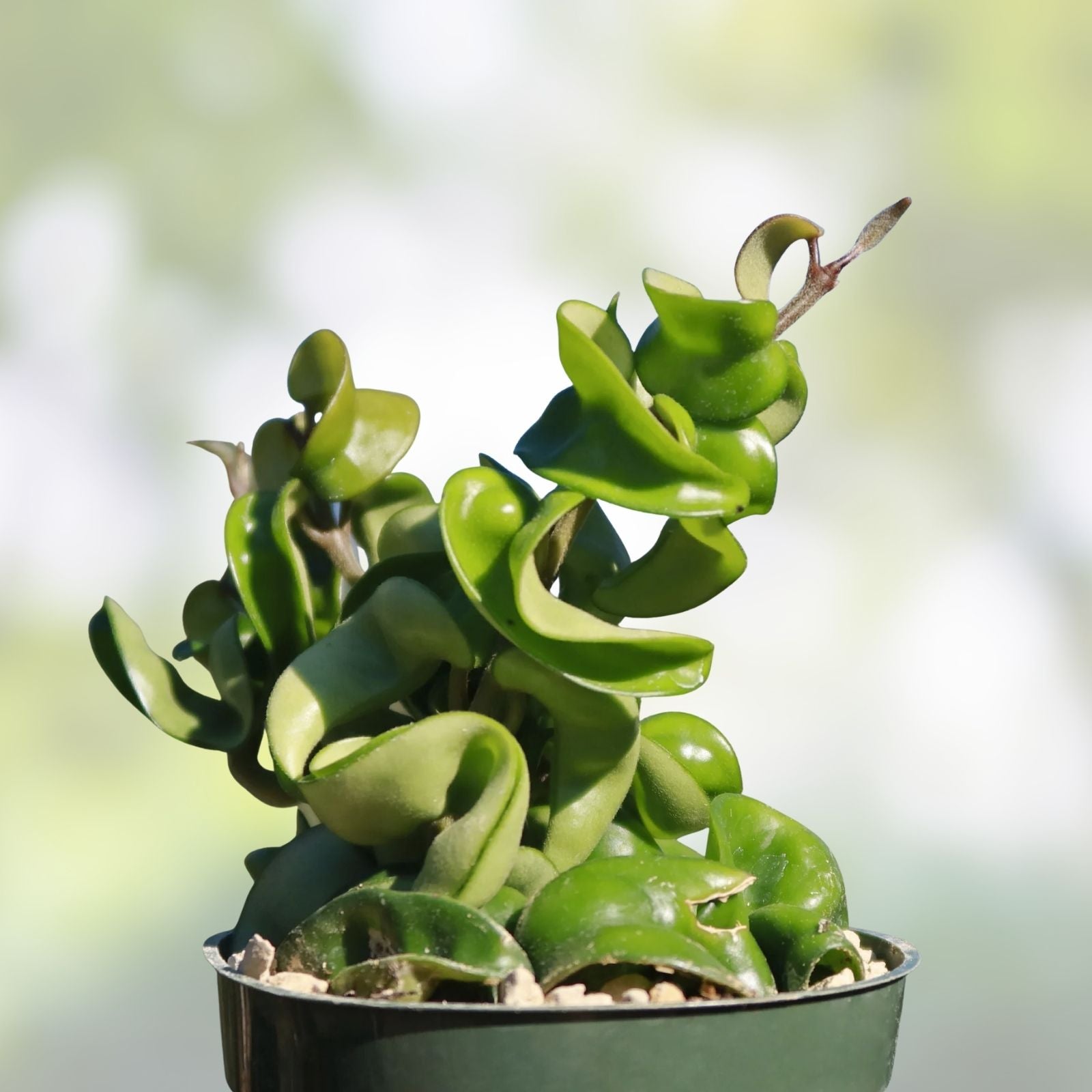 Hoya Hindu Rope Plant Cutting - Wax Plant, Hoya carnosa 'Compacta' - Easy Care Indoor Houseplant for Gardening