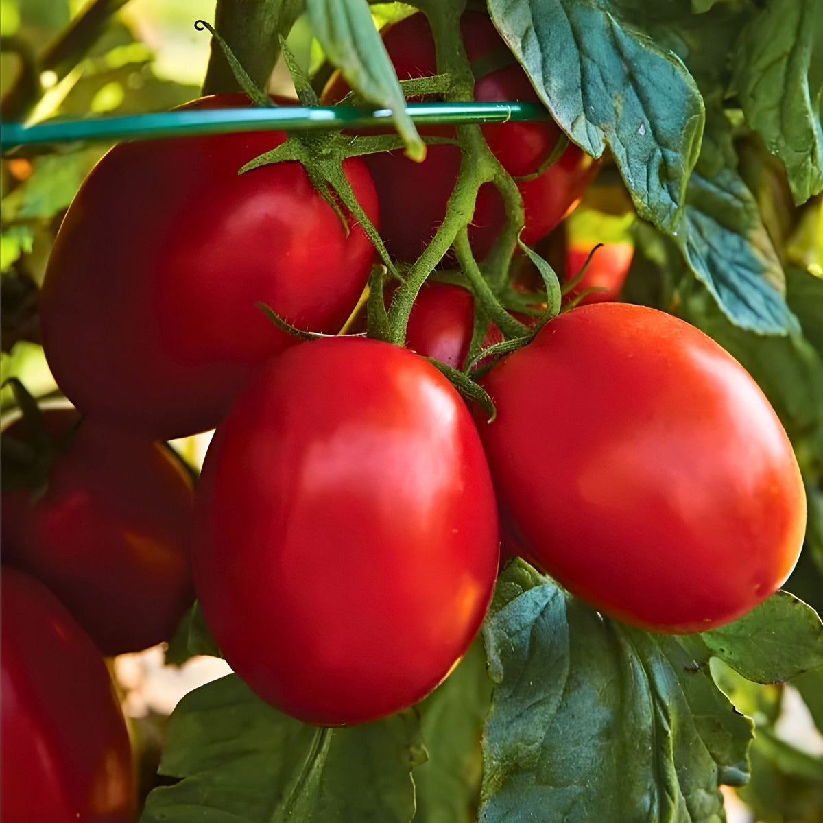 Italian Roma Tomato Seeds - 500 Non-GMO Heirloom Seeds for Home Gardening - Solanum lycopersicum