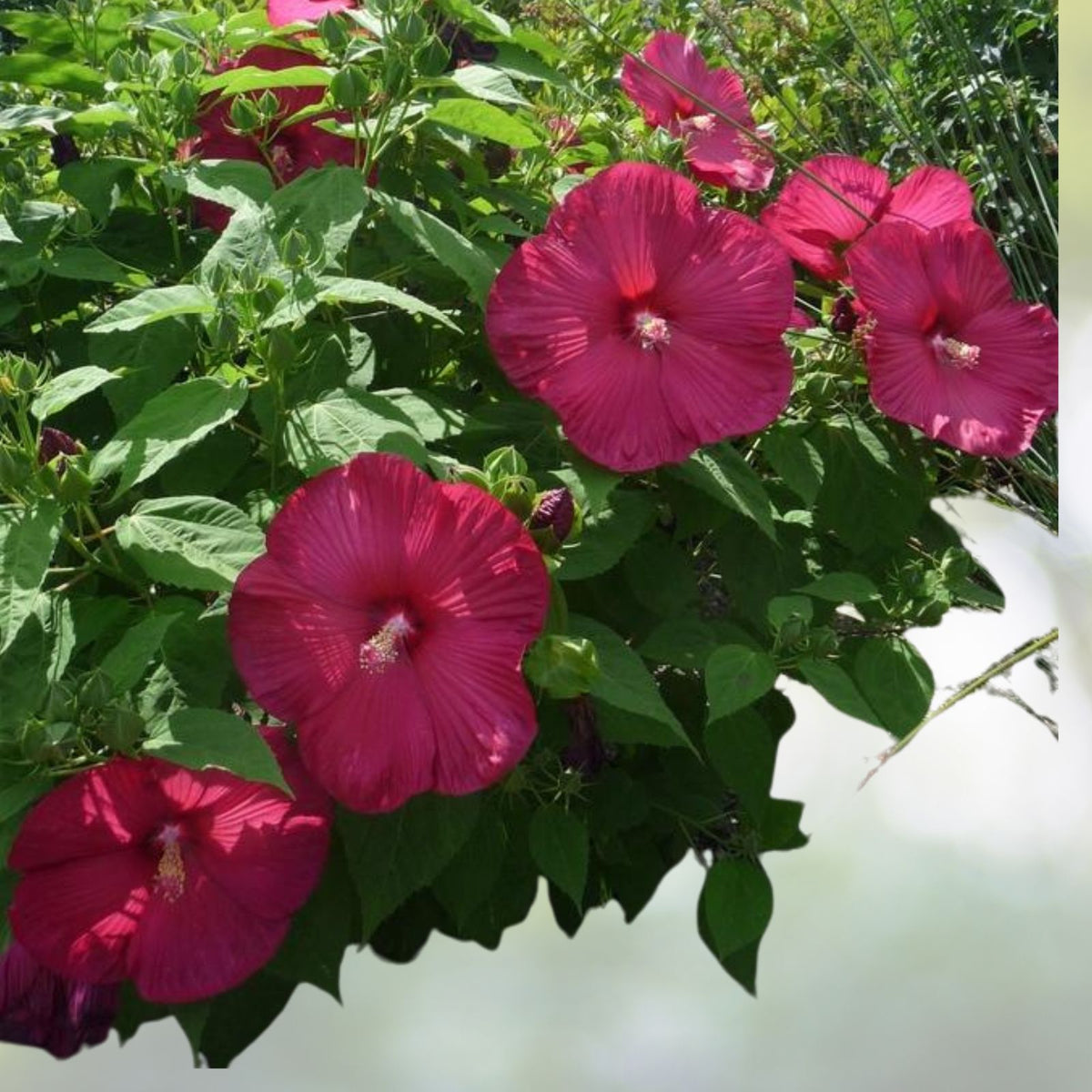 Hibiscus-Luna-Red-Plant-4-to-6-Inch-Tropical-Flowering-Perennial-Hibiscus-rosa-sinensis